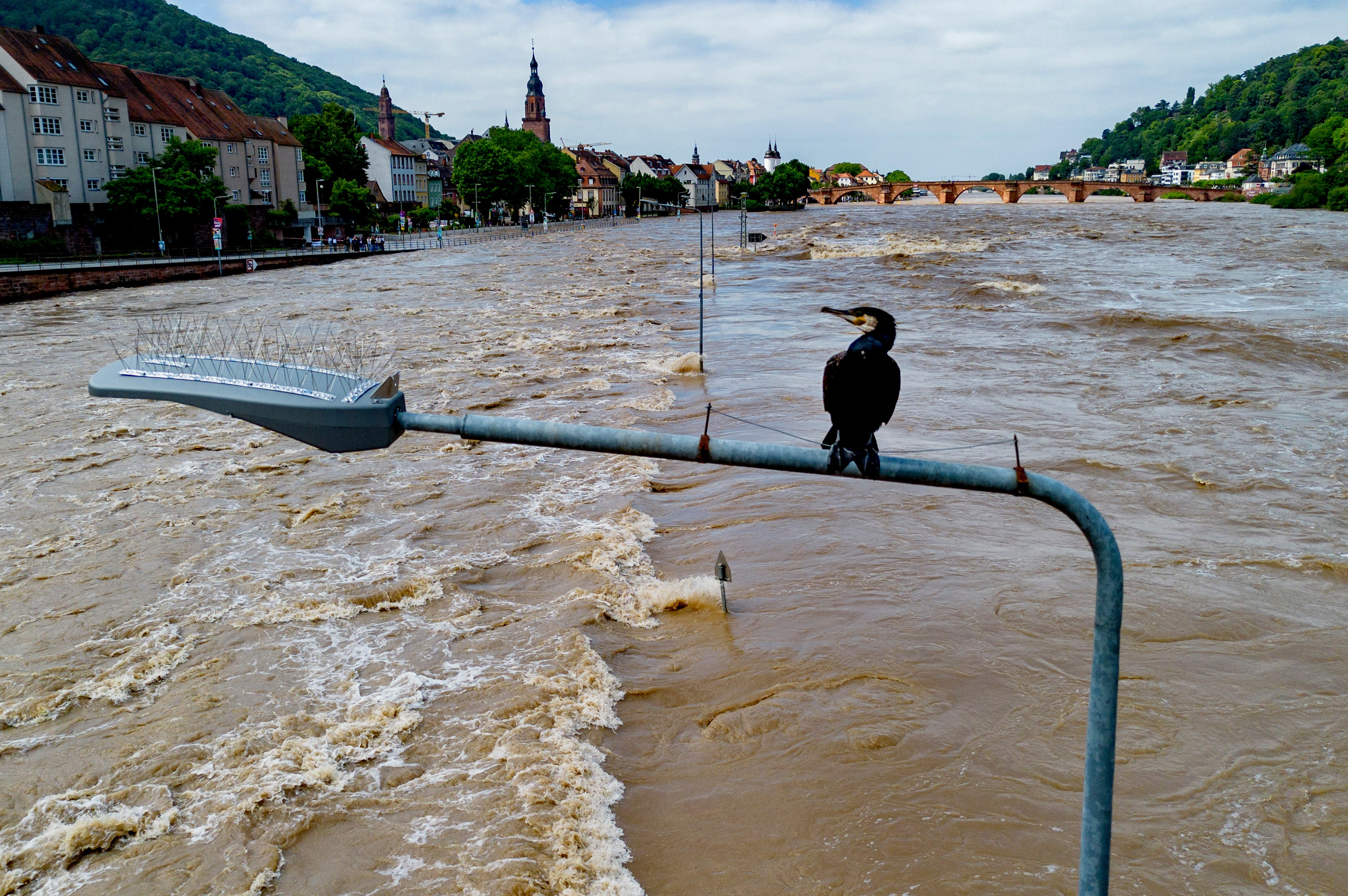 A cormorant sits on a street lamp as the river Neckar has left its banks in Heidelberg, Germany, Monday, June 3