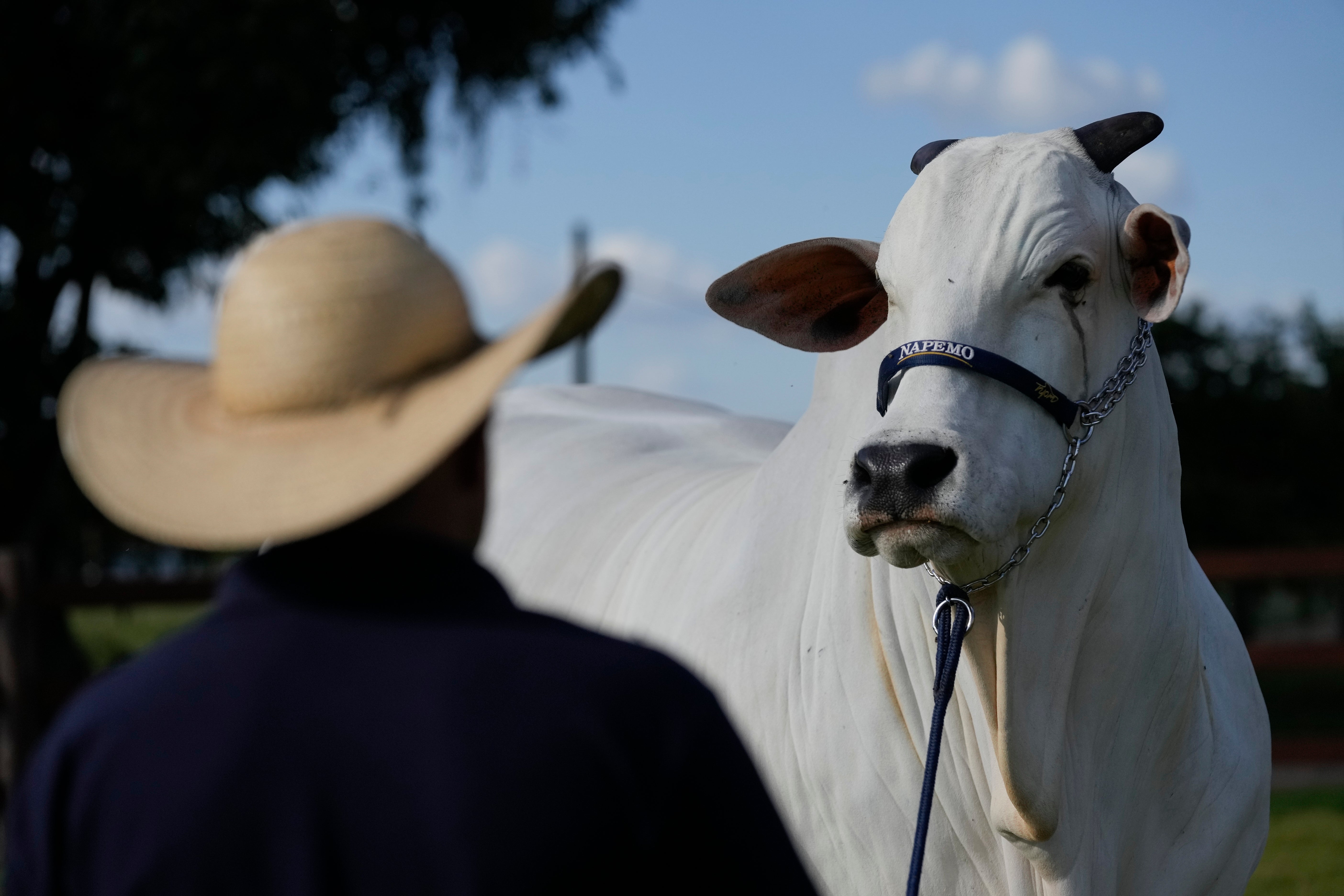 A stockman watches over the Nelore cow known as Viatina-19 at a farm in Uberaba, Minas Gerais state, Brazil