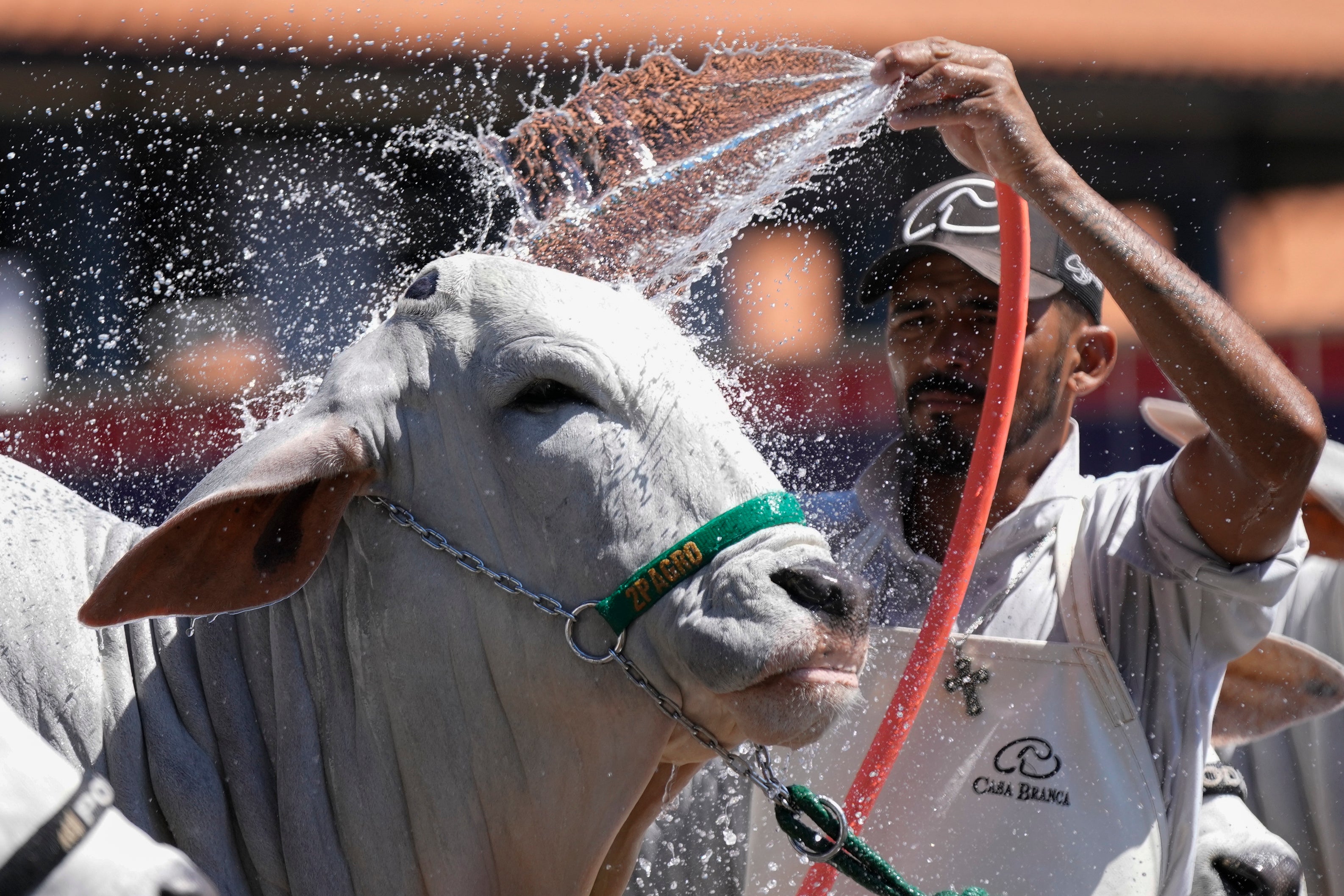 A stockman bathes a Zebu cow during the ExpoZebu fair in Uberaba, Minas Gerais state, Saturday, April 27, 2024