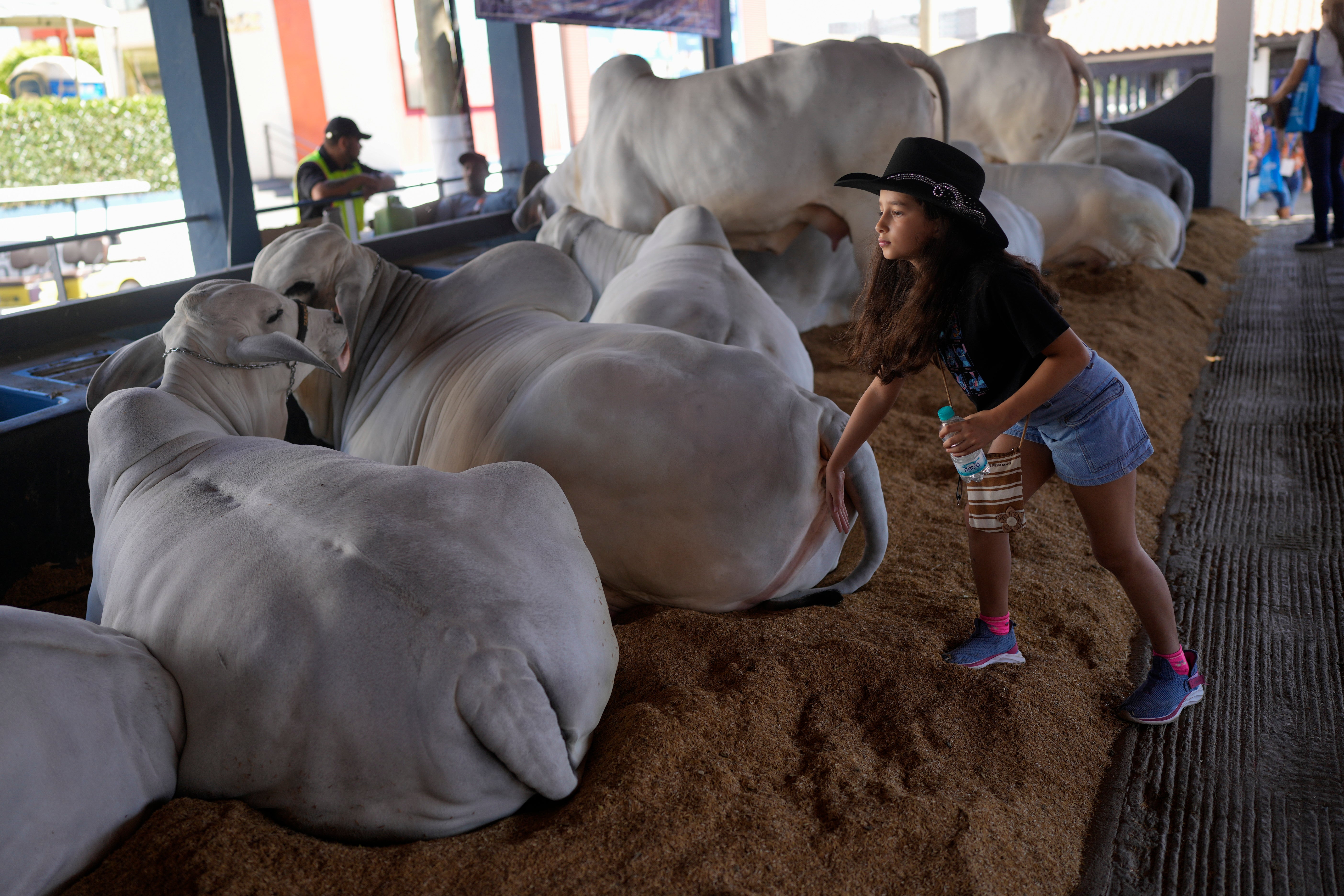 A child pats a Zebu cow during the ExpoZebu fair in Uberaba, Minas Gerais state, Saturday, April 27, 2024