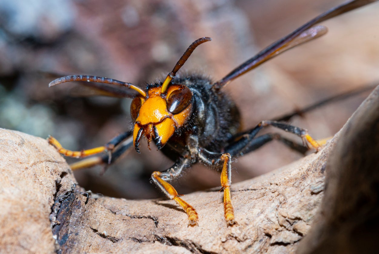 In 2016, the Asian hornet was discovered in the UK for the first time in Tetbury