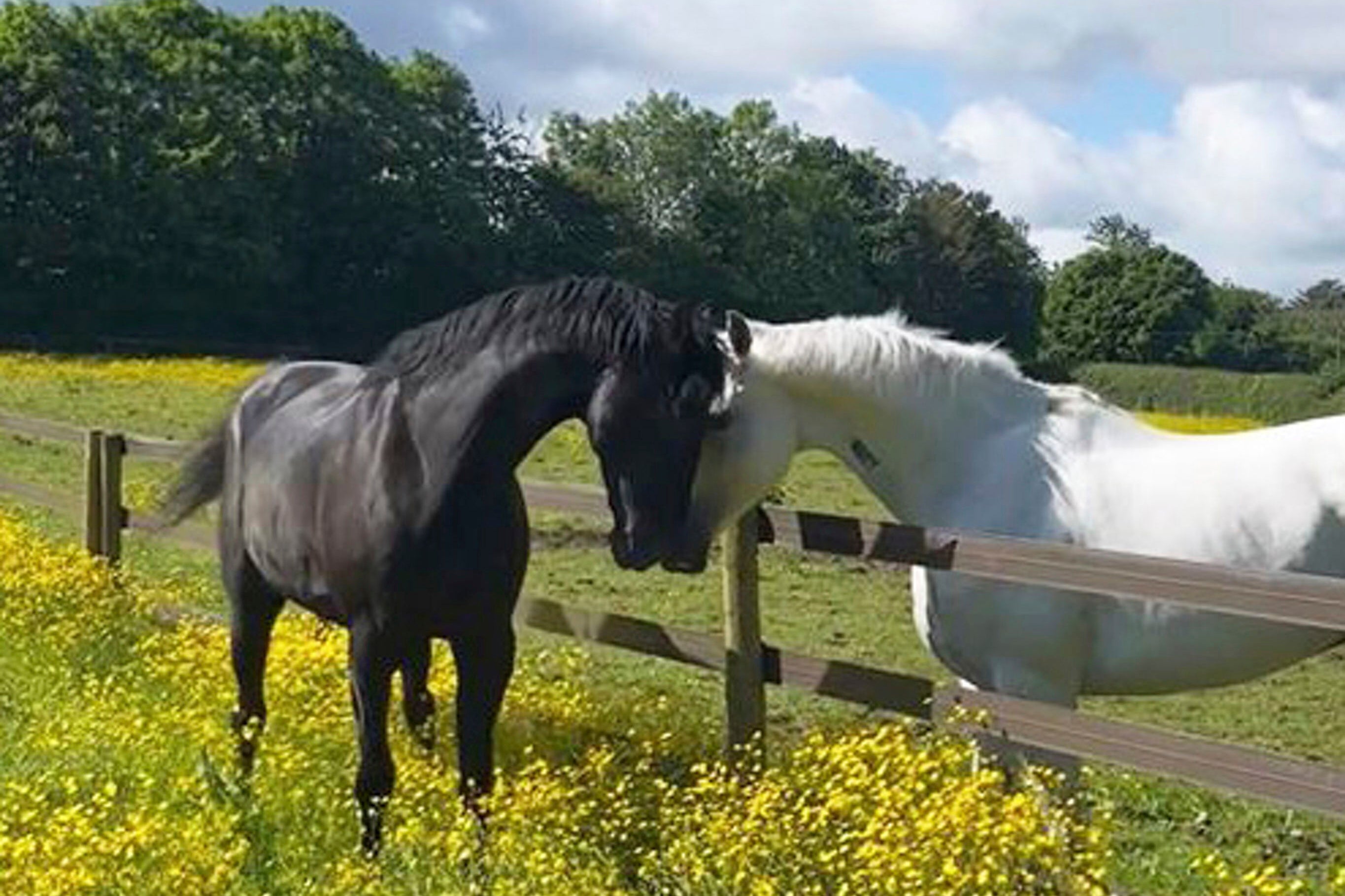 Cavalry horses Quaker, left, and Vida during their recovery