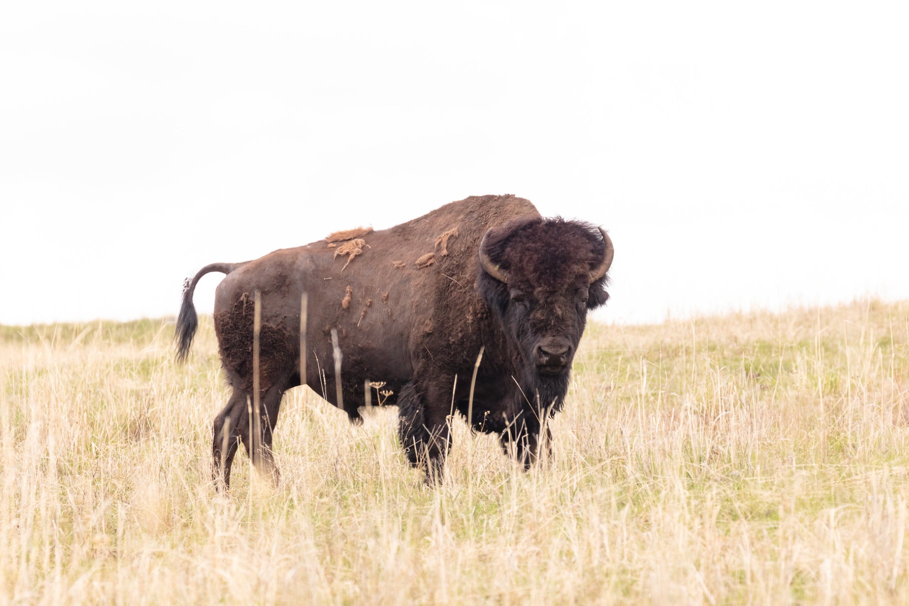 A Yellowstone National Park bison