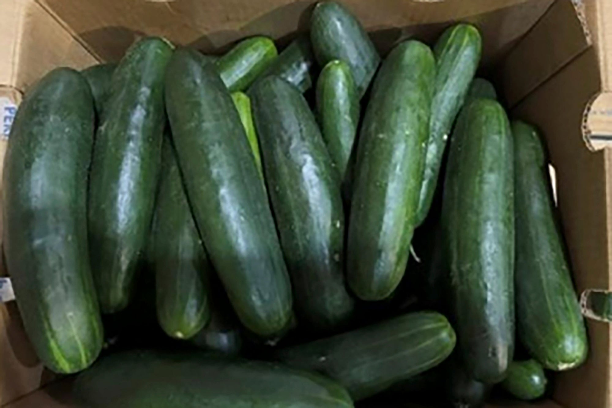 Salmonella Cucumbers