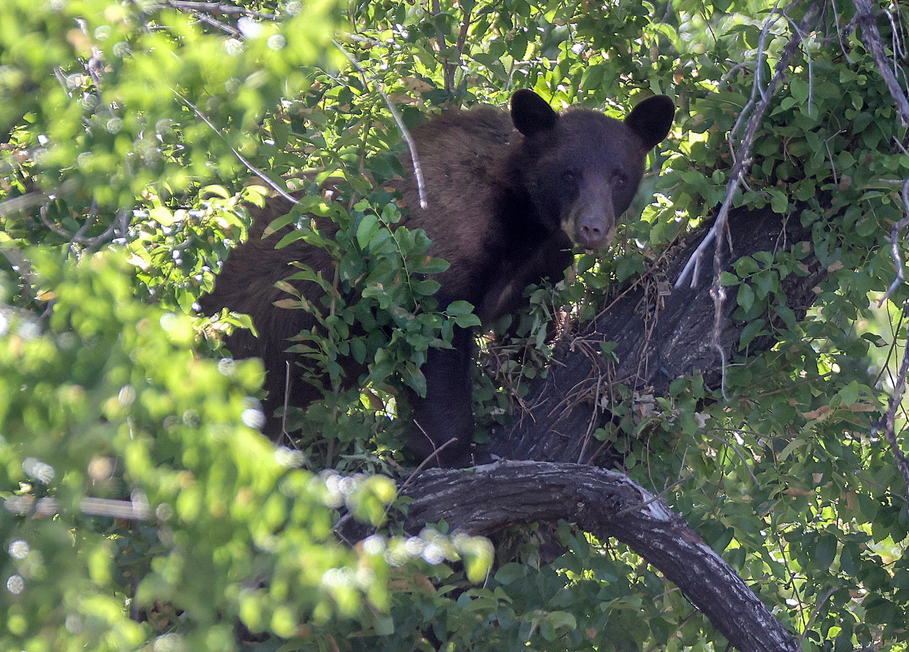Bear in Tree Utah