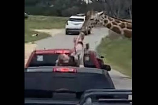 A giraffe at a Texas wildlife center lifted a toddler into the air during a drive-thru safari