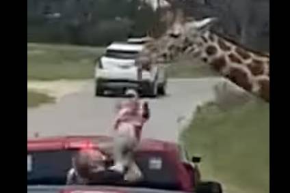 A giraffe at a Texas wildlife center lifted a toddler into the air during a drive-thru safari