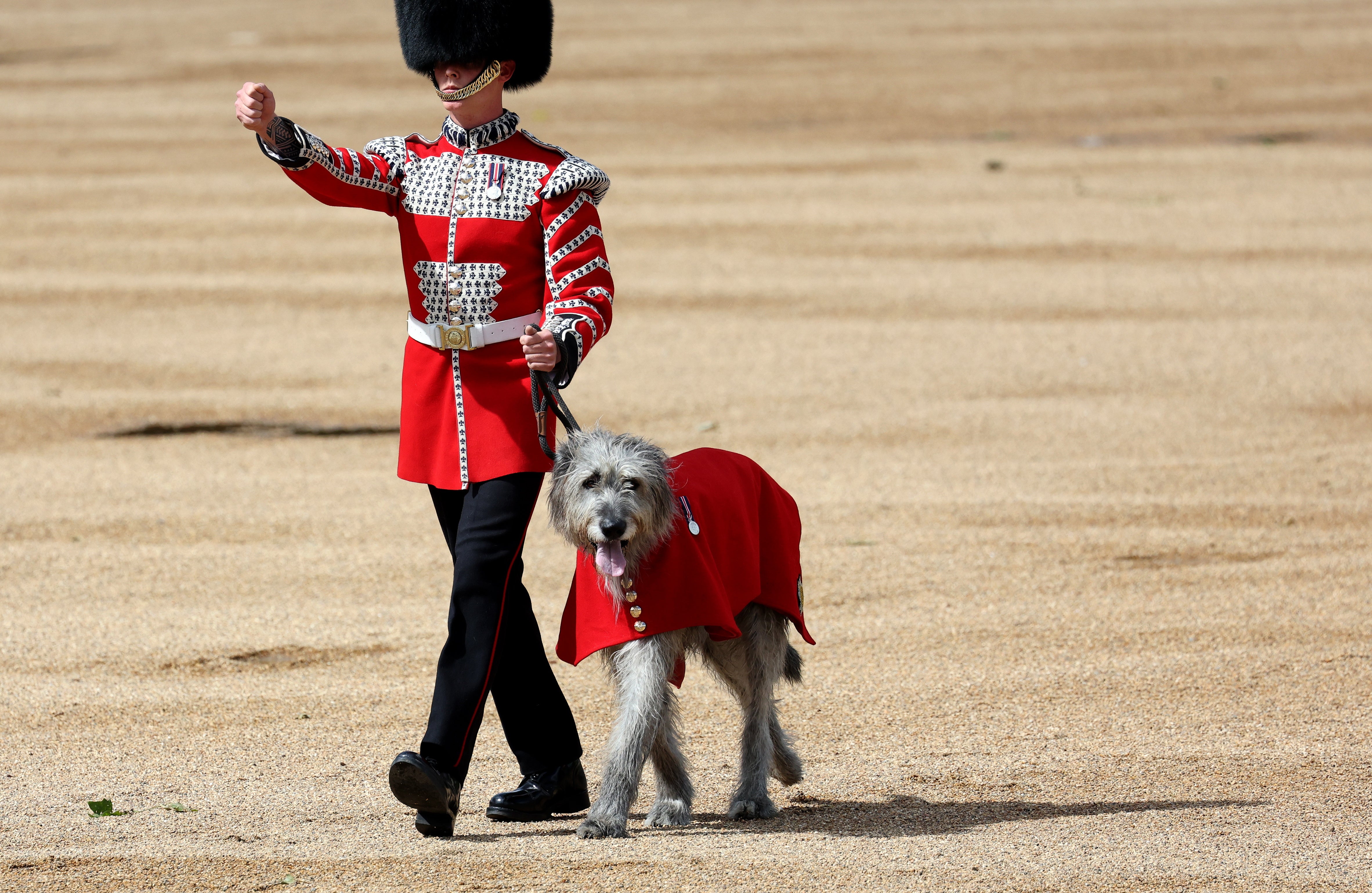 A dog will also participate in the event