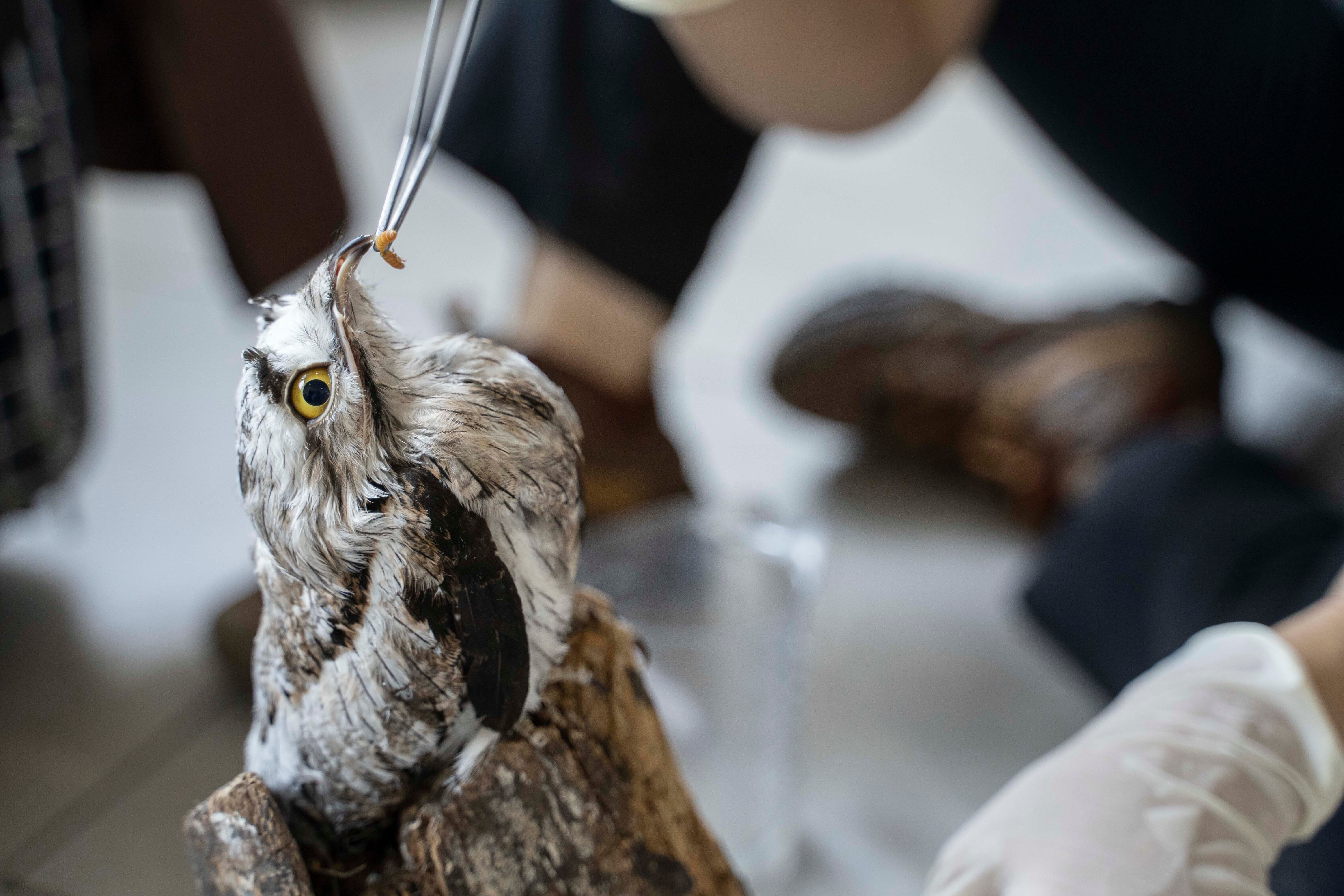 A bird is hand-fed a worm at the non-profit wildlife park Selva Teneek where animals are being treated for heat stress