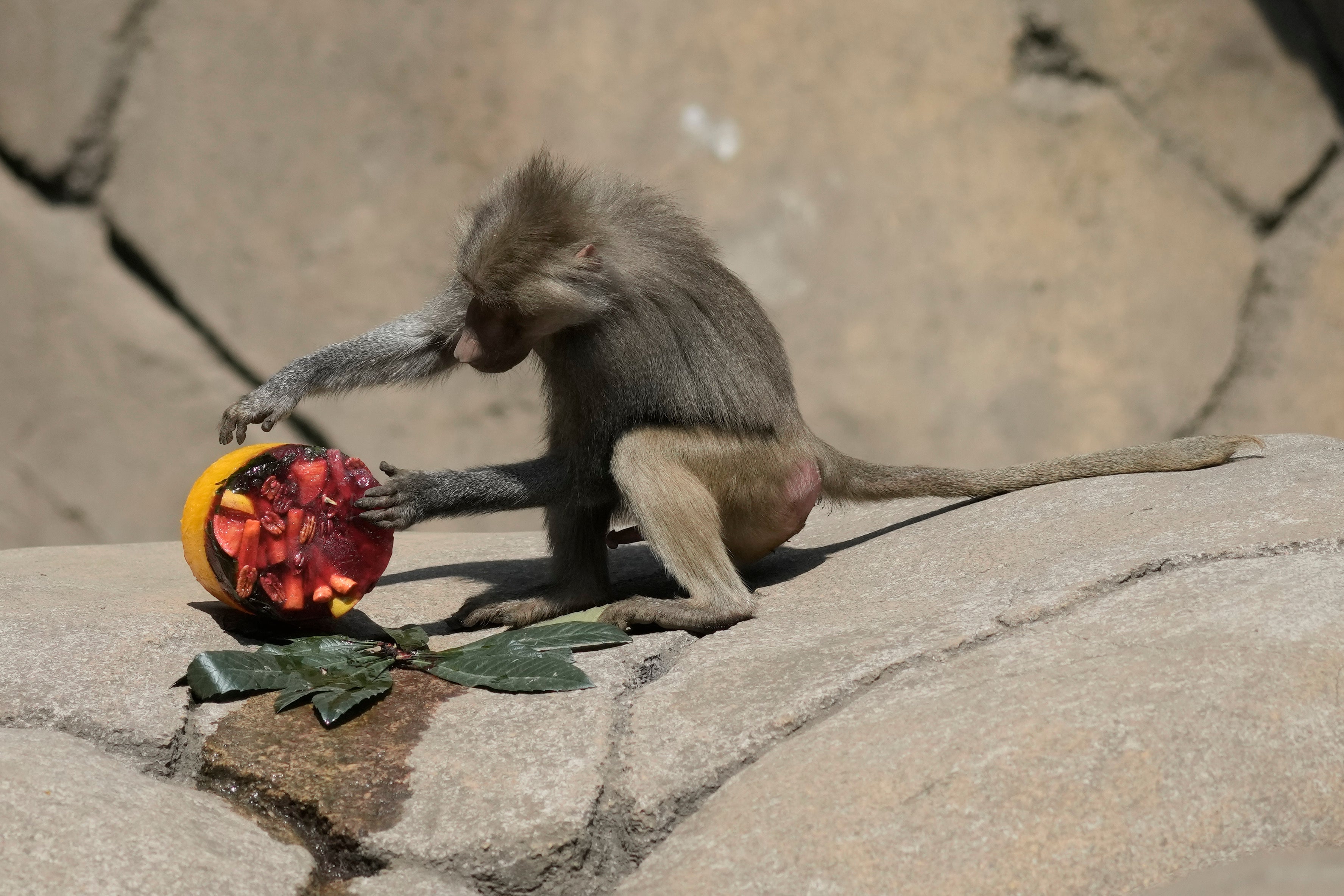 A baboon inspects a frozen treat in its enclosure at the Chapultepec Zoo as staff work to keep the animals cool