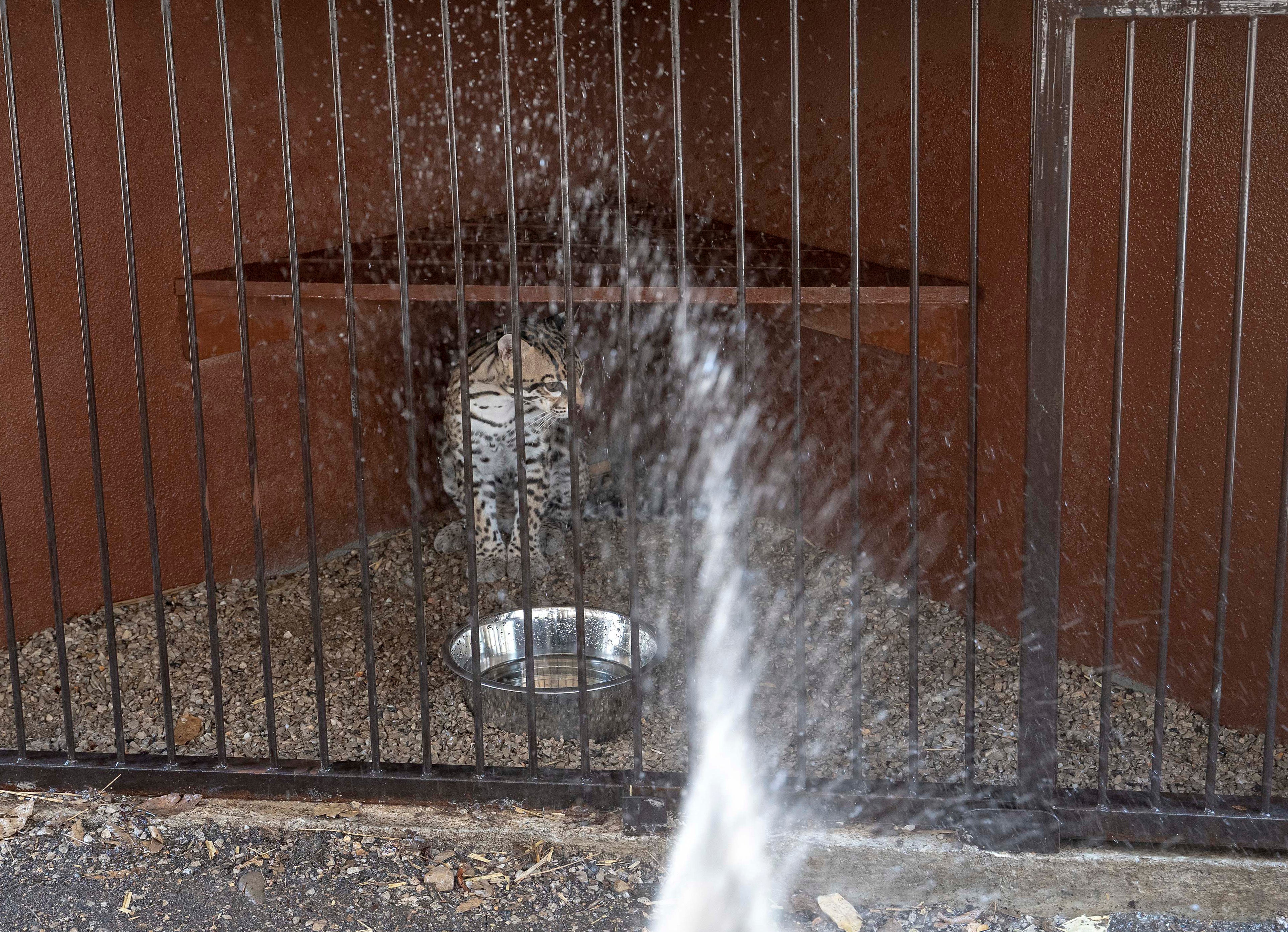 An ocelot is sprayed with water at the non-profit wildlife park Selva Teneek amid a continuing heat wave and drought