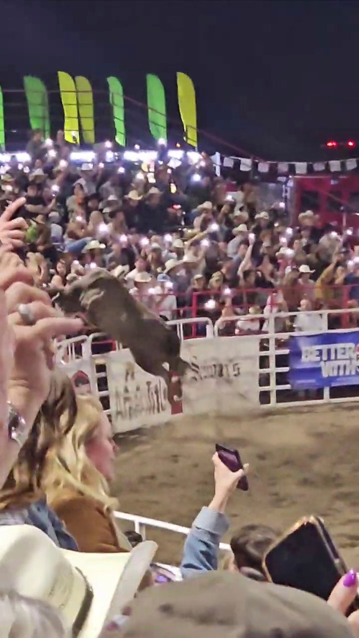 A rodeo bull hopping a fence during the 84th Sisters Rodeo on Saturday, June 8, 2024, in Sisters, Ore. The bull ran through a concession area into a parking lot, injuring at least three people before wranglers caught up with it, officials said