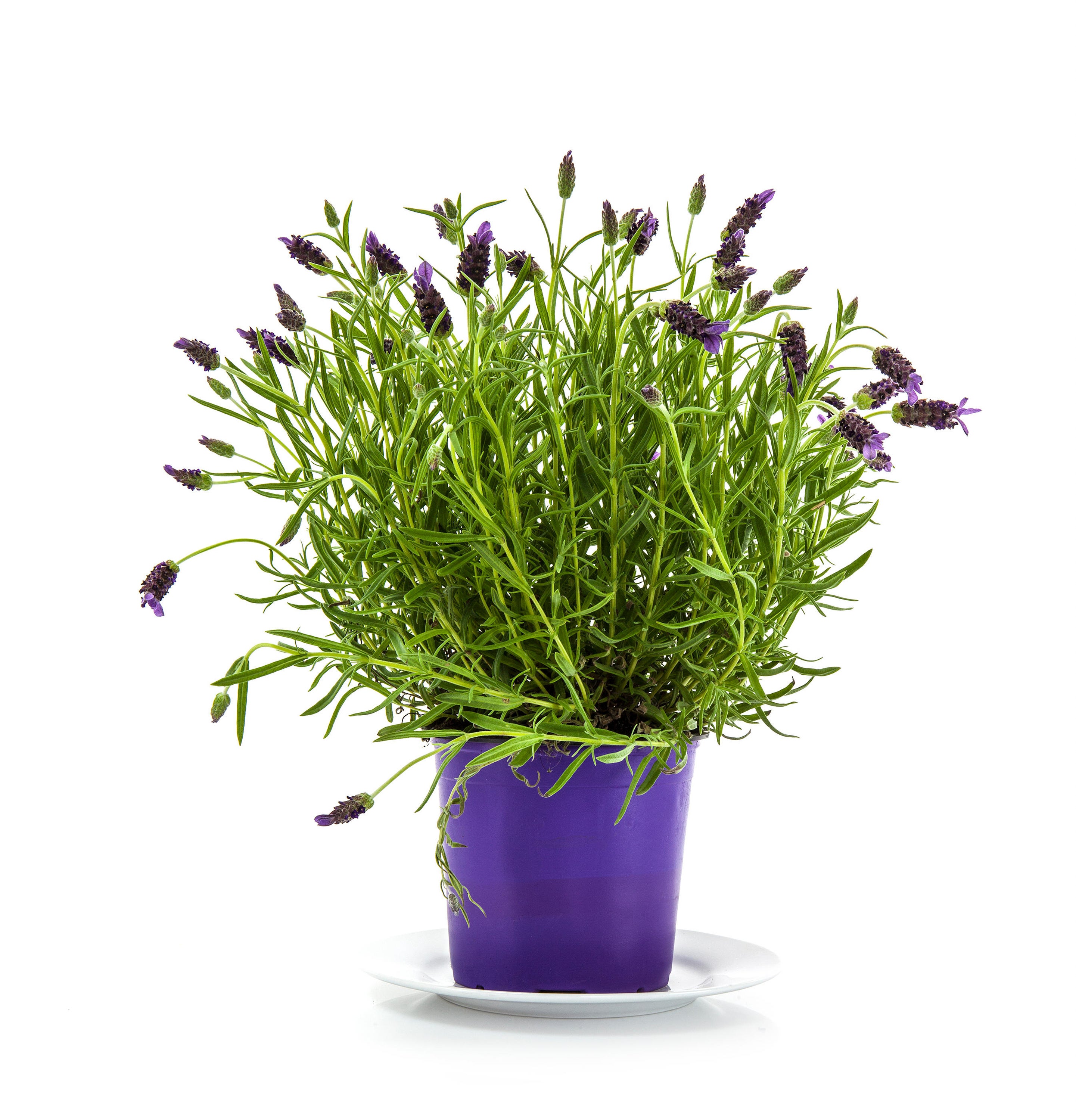 A lavender plant