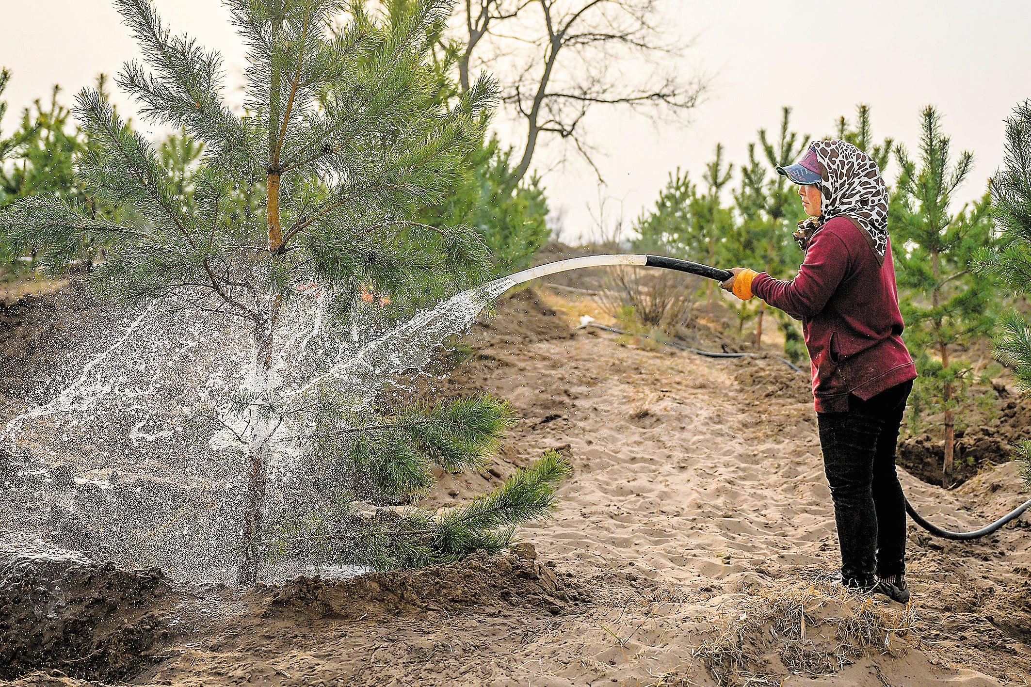 A worker waters trees planted at the edge of the Horqin Sandy Land in Tongliao, Inner Mongolia autonomous region, in April