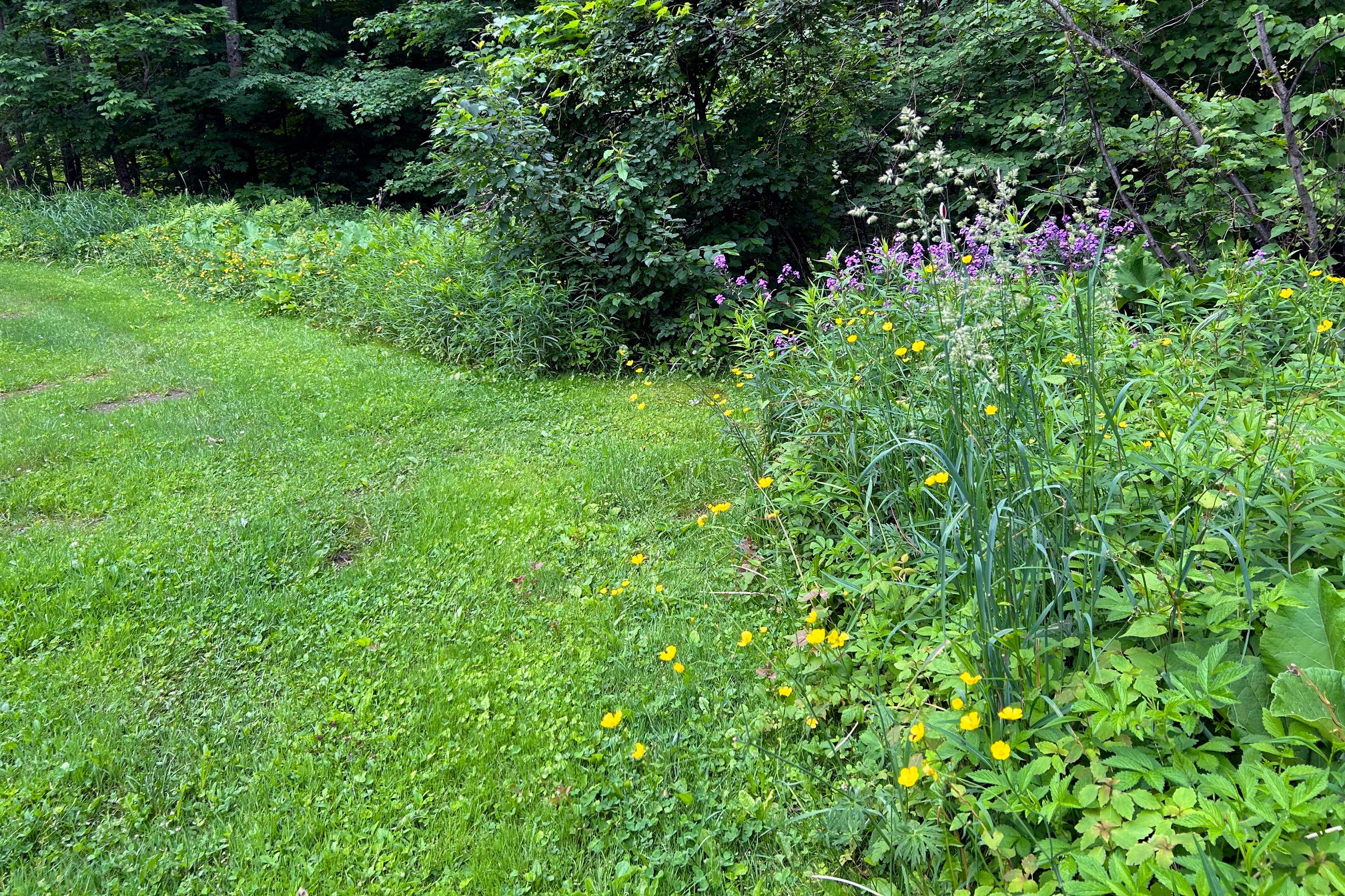 Gardening-Lawn Compromises