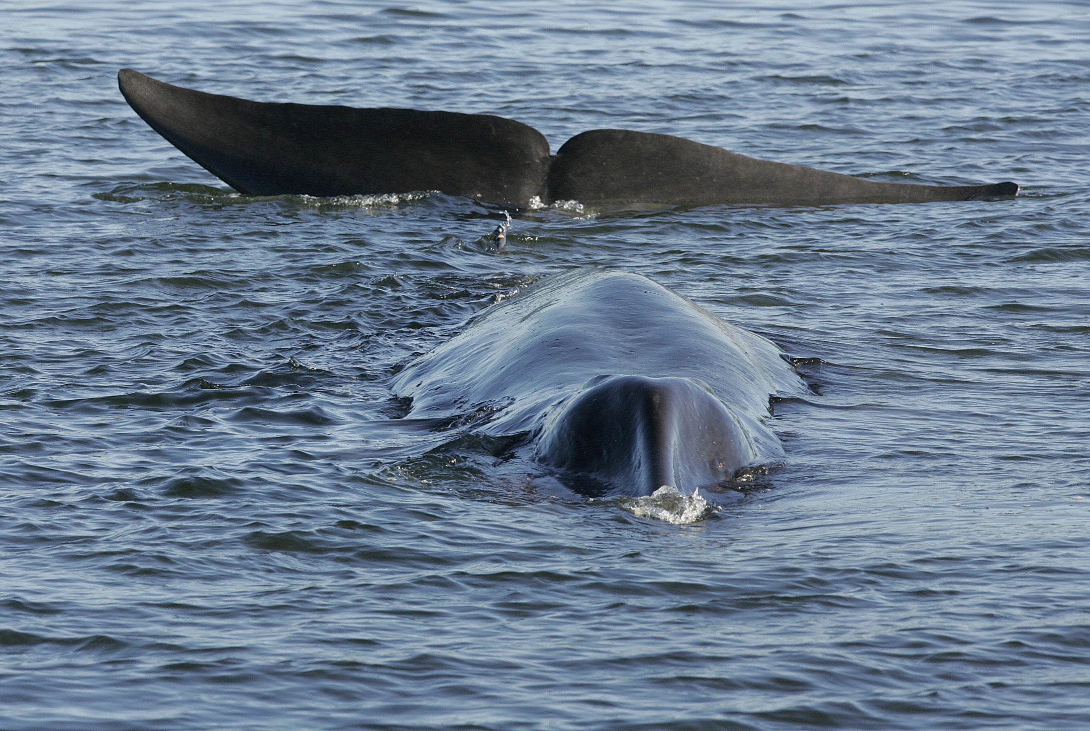 Iceland Whaling