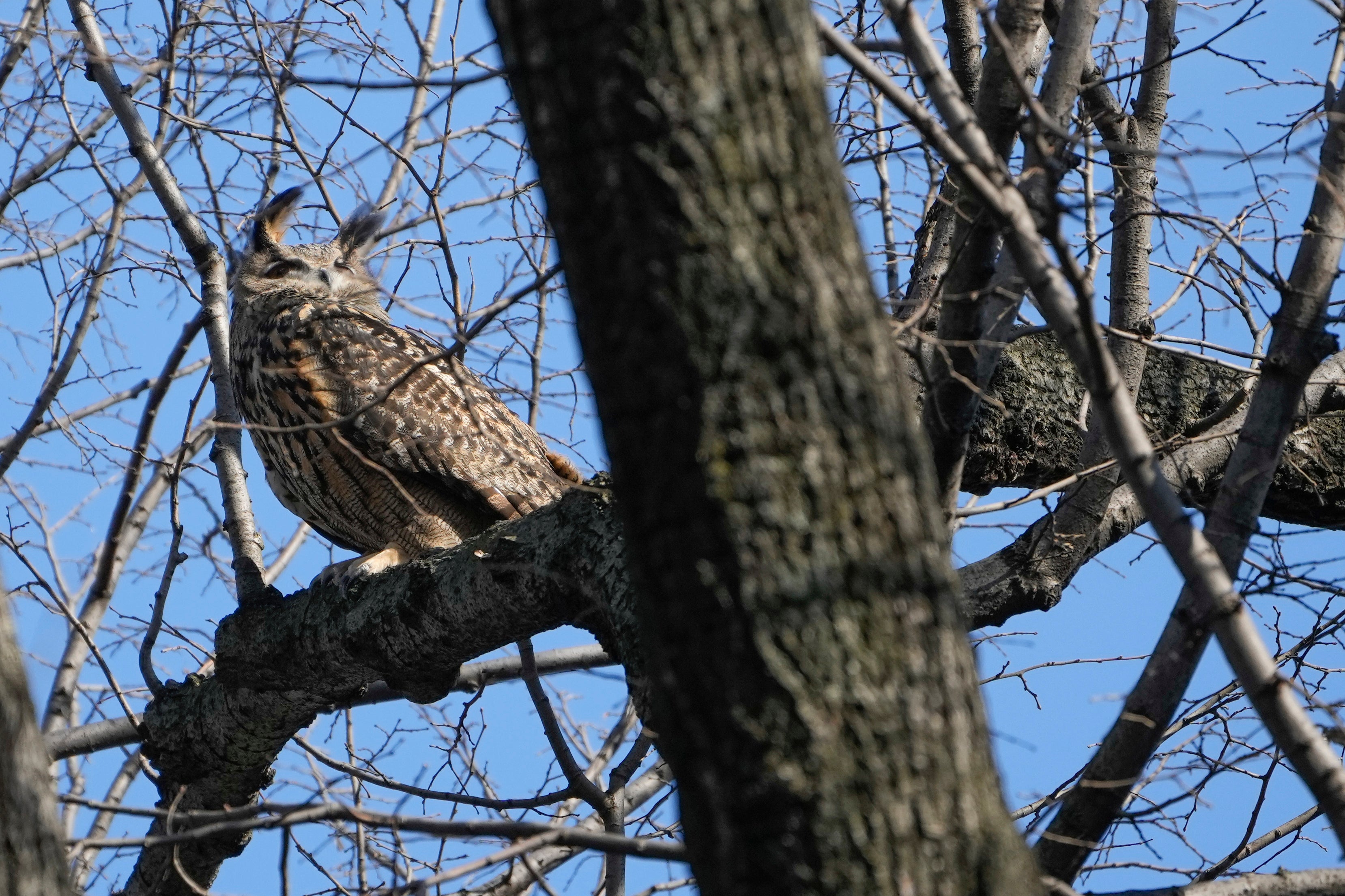 A Eurasian eagle-owl named Flaco sits in a tree in Central Park in New York