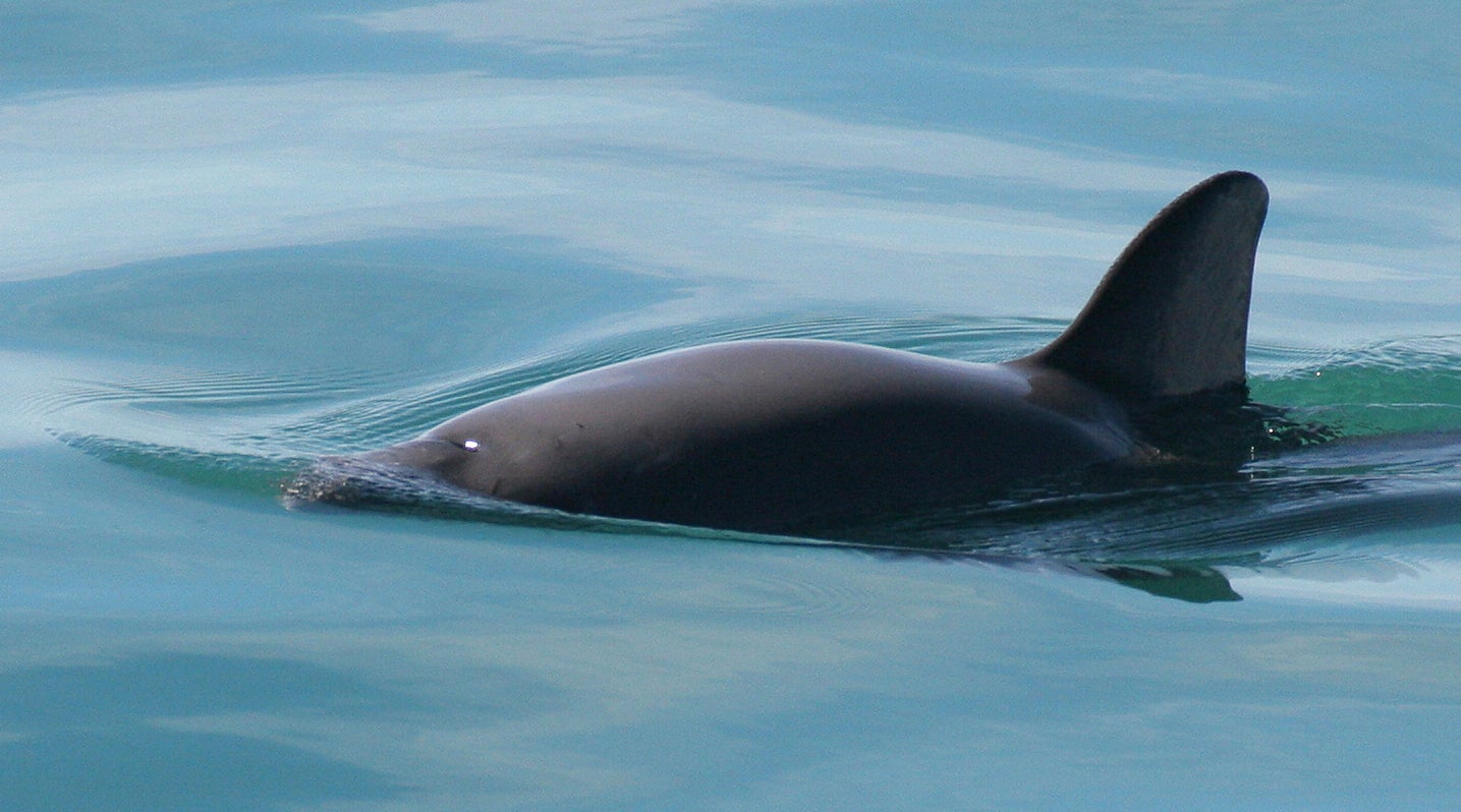 Mexico Endangered Porpoises