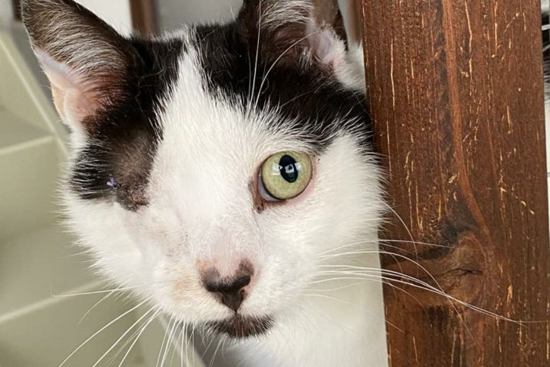 Ducati, a six-month-old stray who was found at an industrial estate on May 9 (Cats Protection)