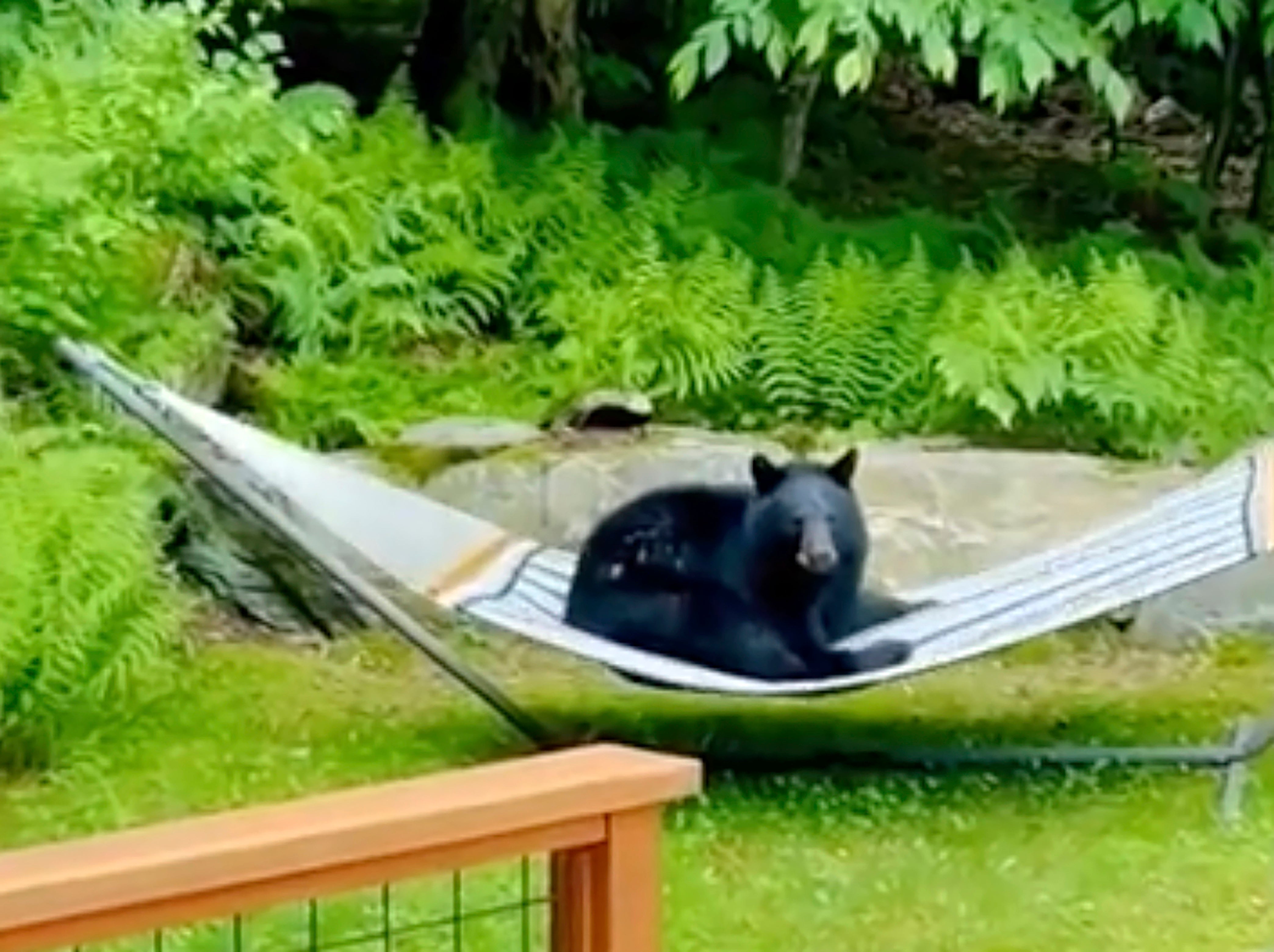 Bear in Hammock