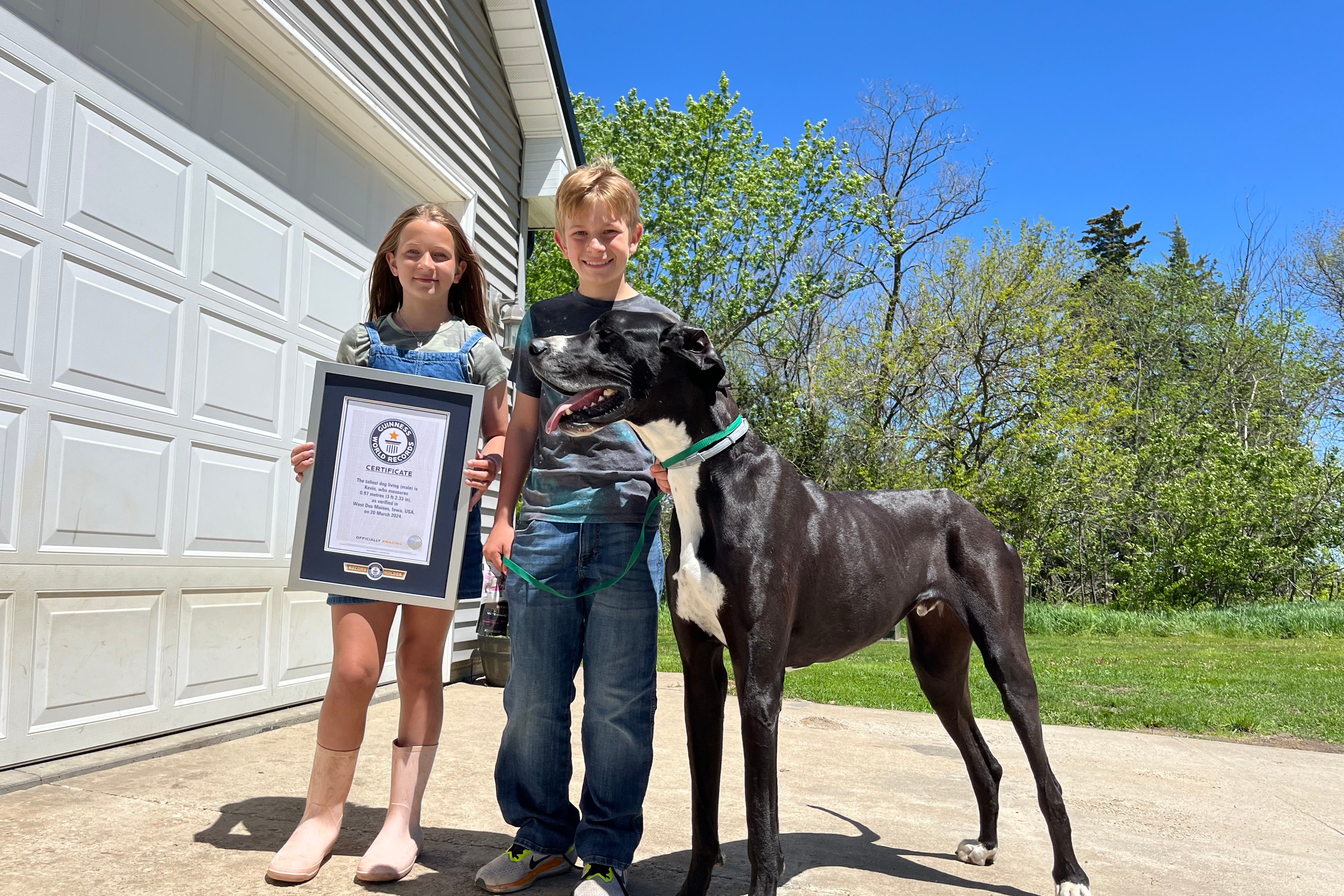 The tallest dog living (male) is Kevin (Guinness World Records/PA)