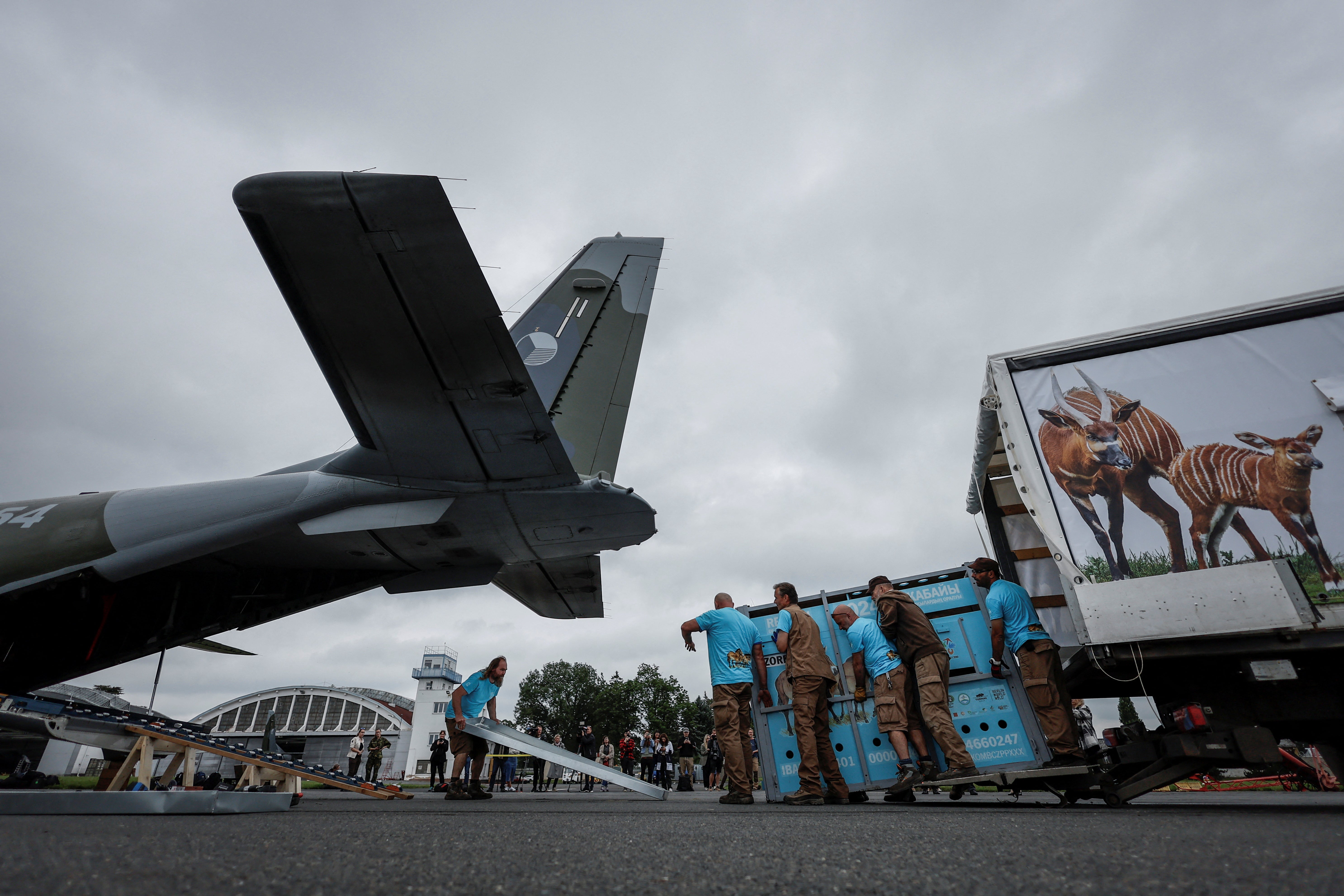 Zoo workers load a container with a Przewalski’s horse onto a Czech military airplane, before their release at the Alibi field station and reintroduction centre in Kazakhstan, at Kbely Airport in Prague, Czech Republic