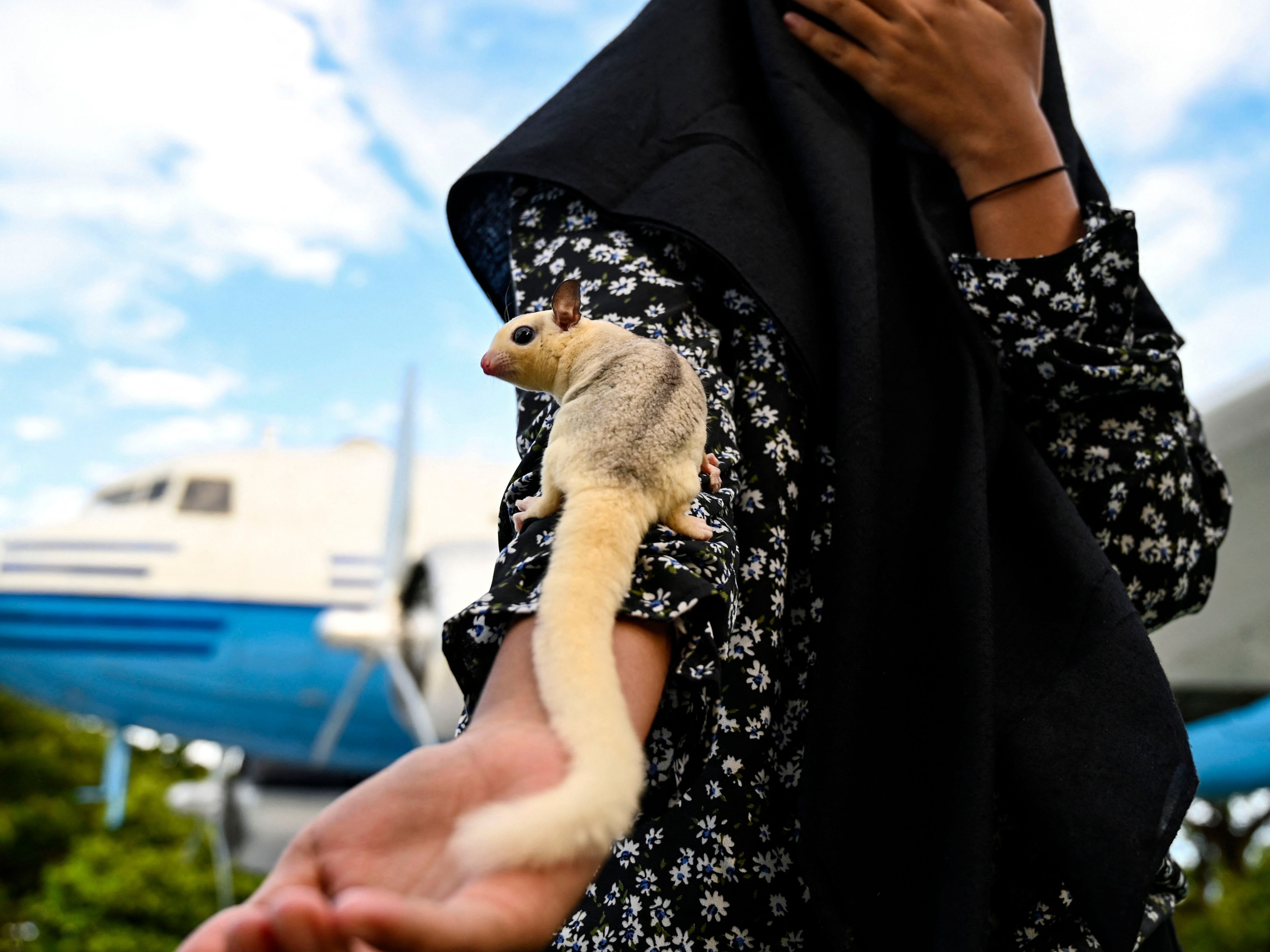 File. Sugar glider