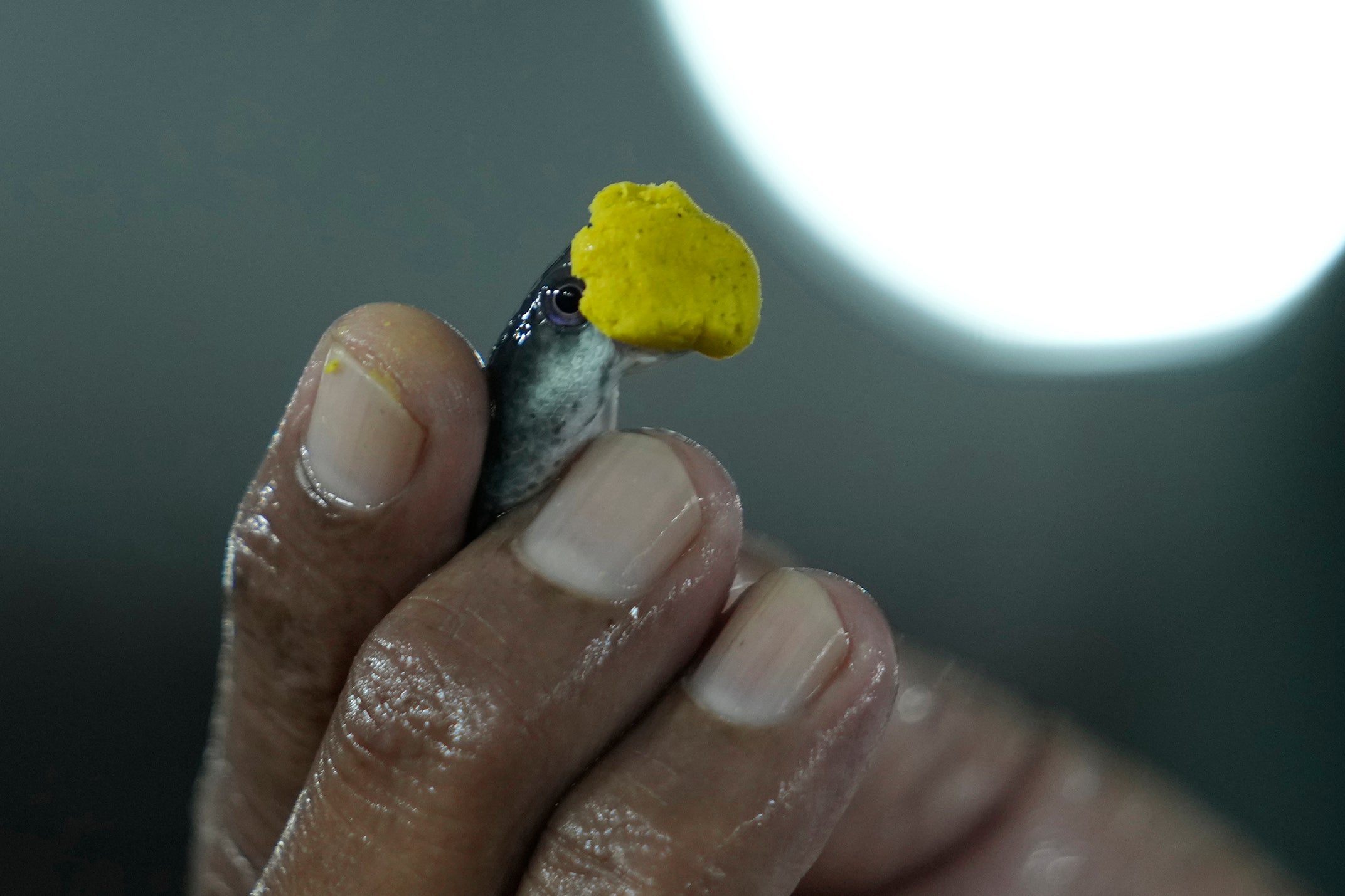 India Fish Therapy Photo Gallery