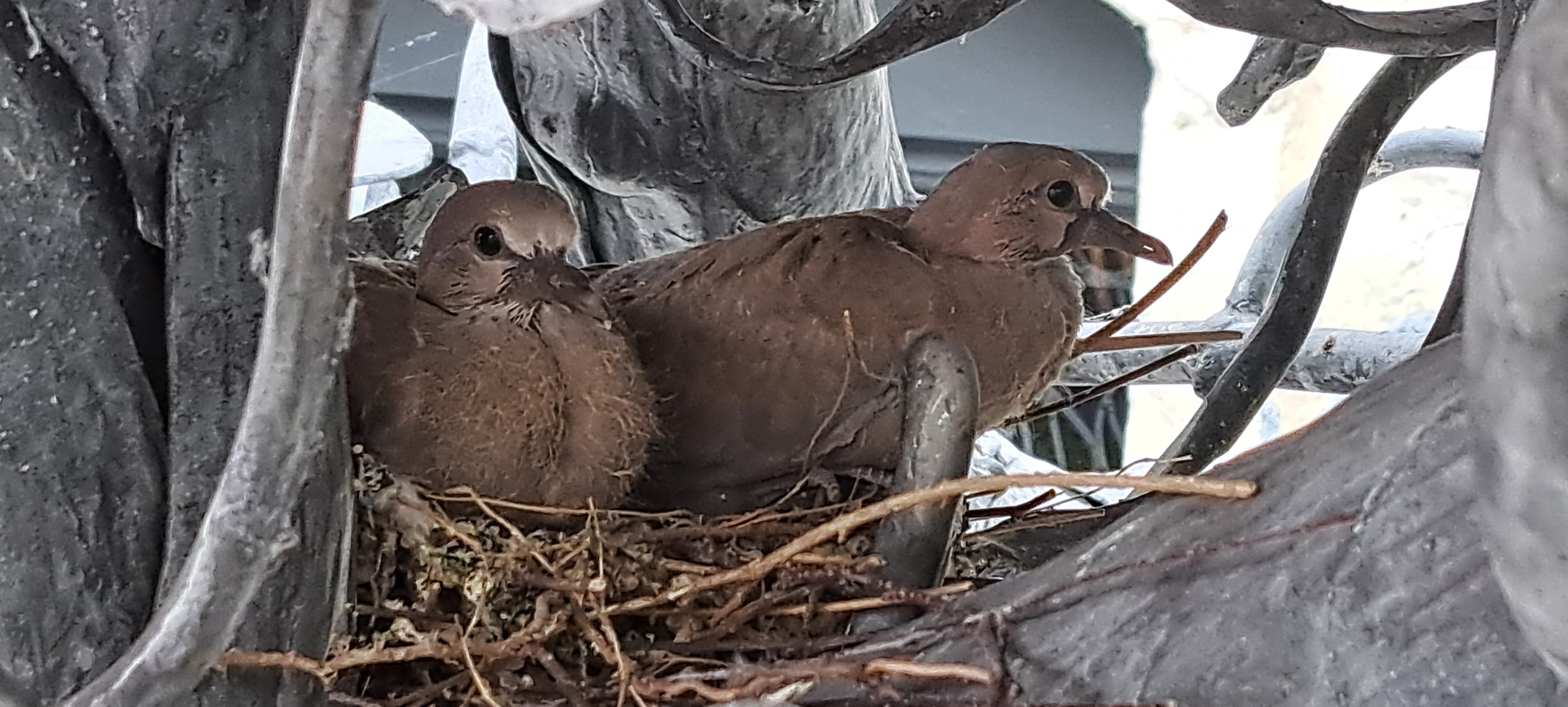 Their soft little faces and surprised eyes peer down / At the courtyard into which they will soon tumble