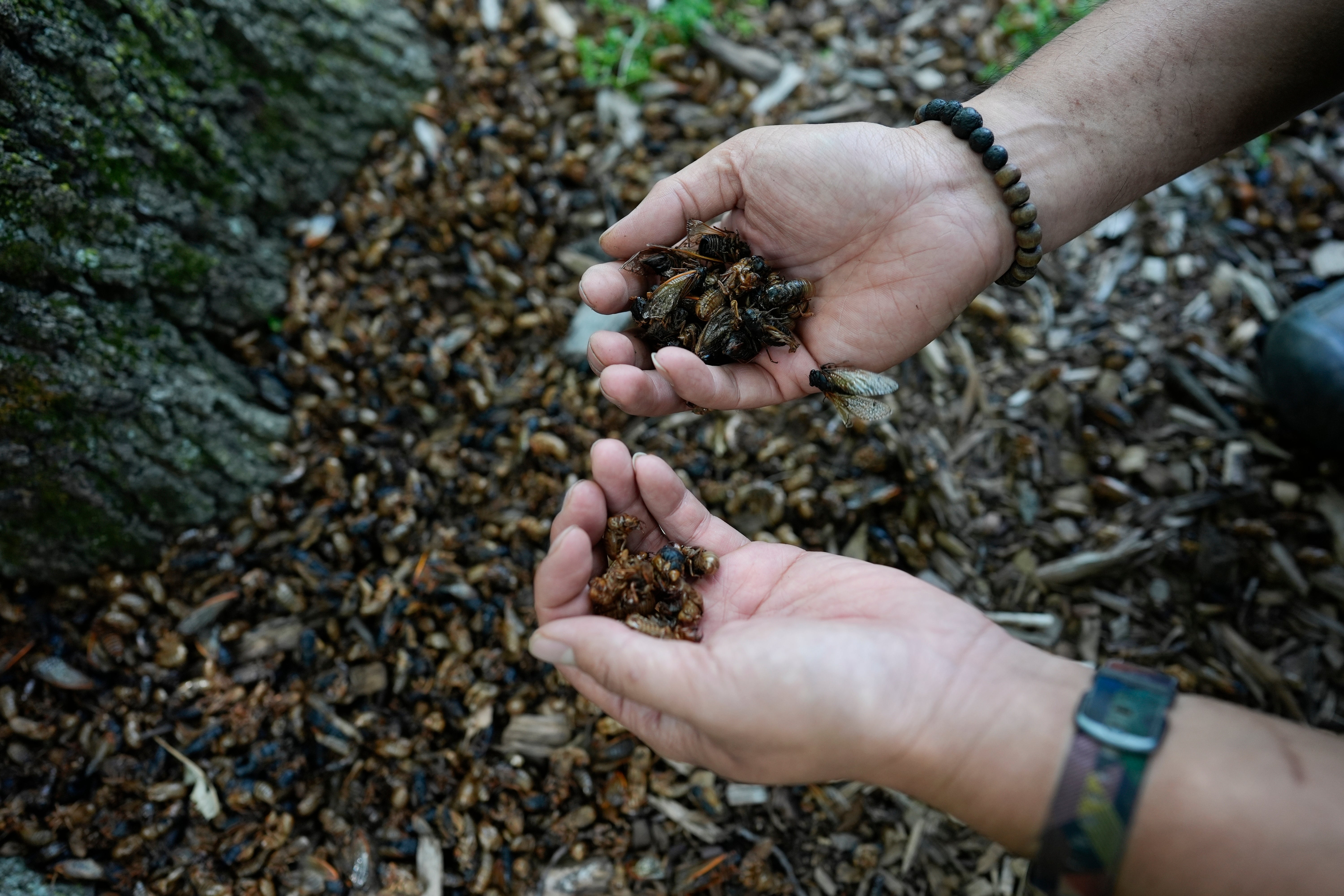 Cicada Invasion Epicenter