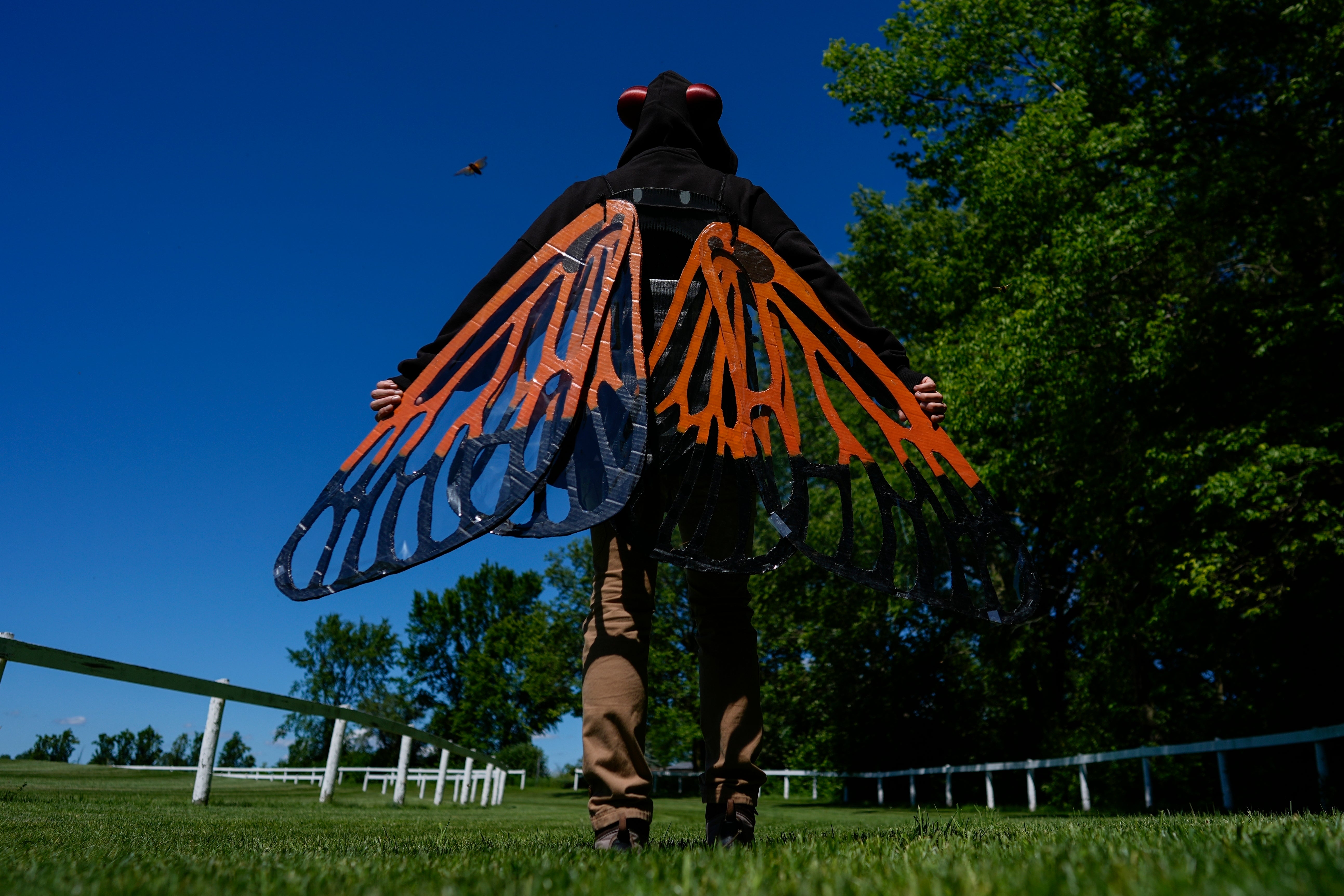 Cicada Invasion Epicenter