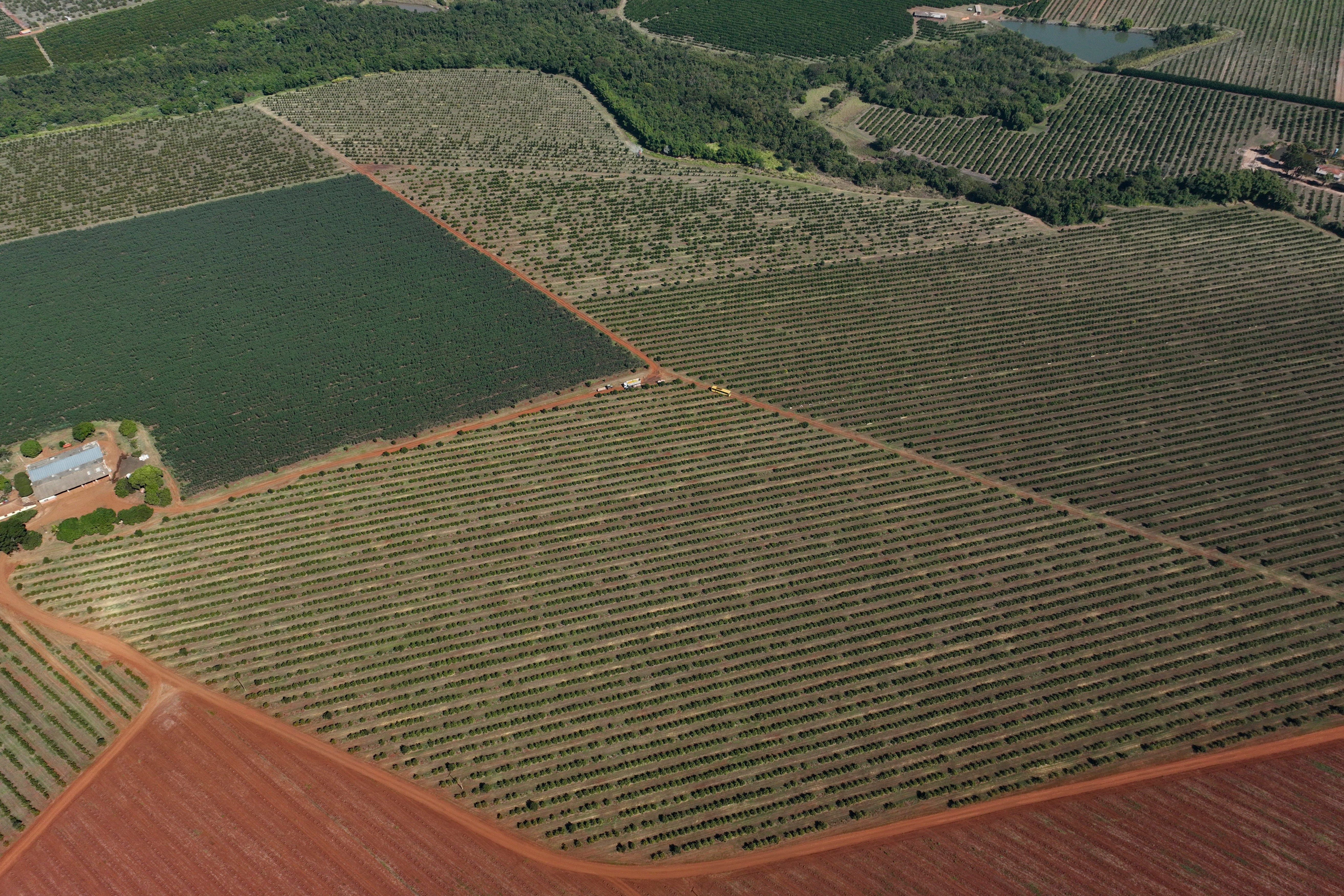 An orange plantation lies in Mogi Guacu, Brazil