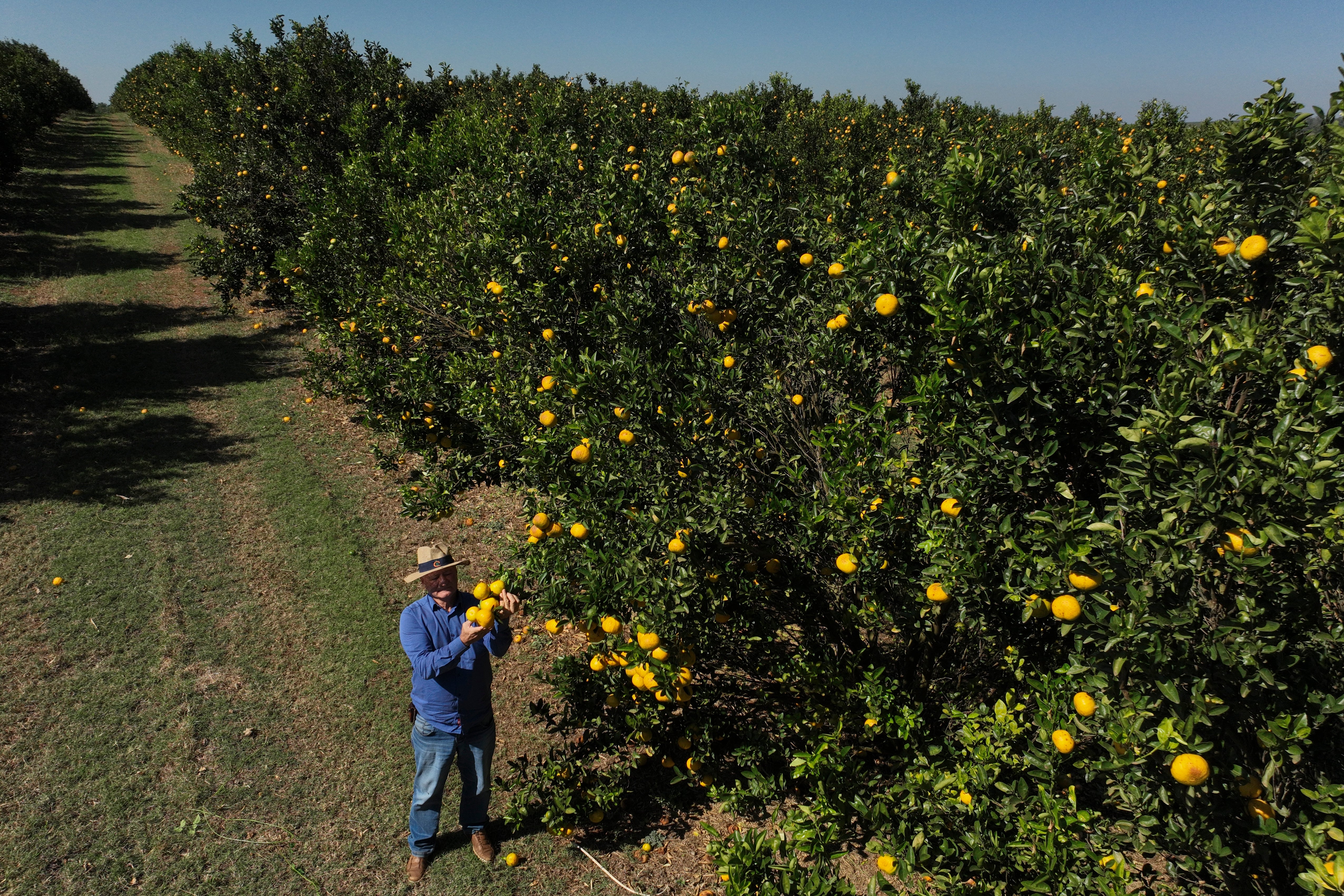 Orange farmer Oscar Simonetti examines his fruits, with some affected by citrus greening bacteria