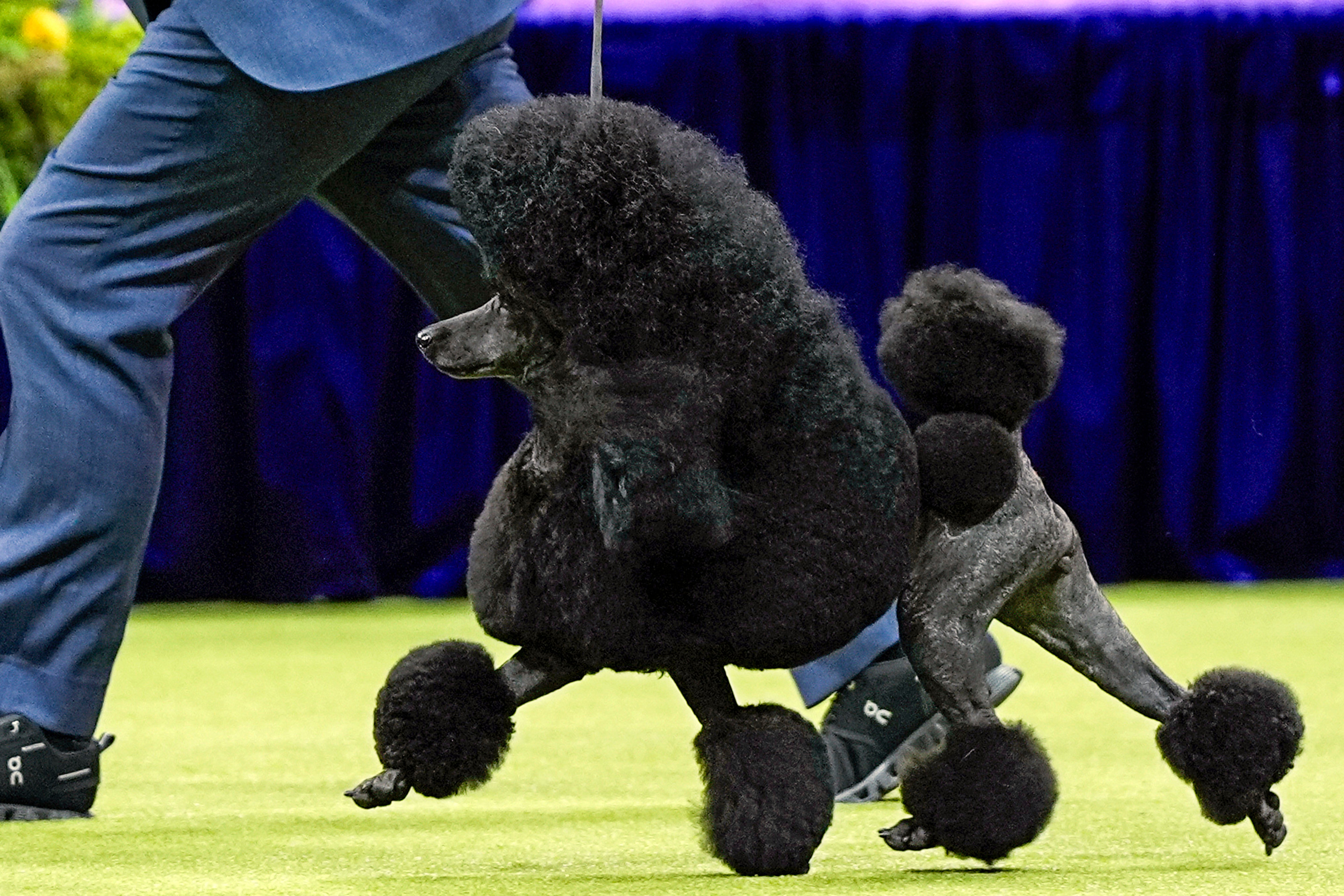 Westminster Dog Show