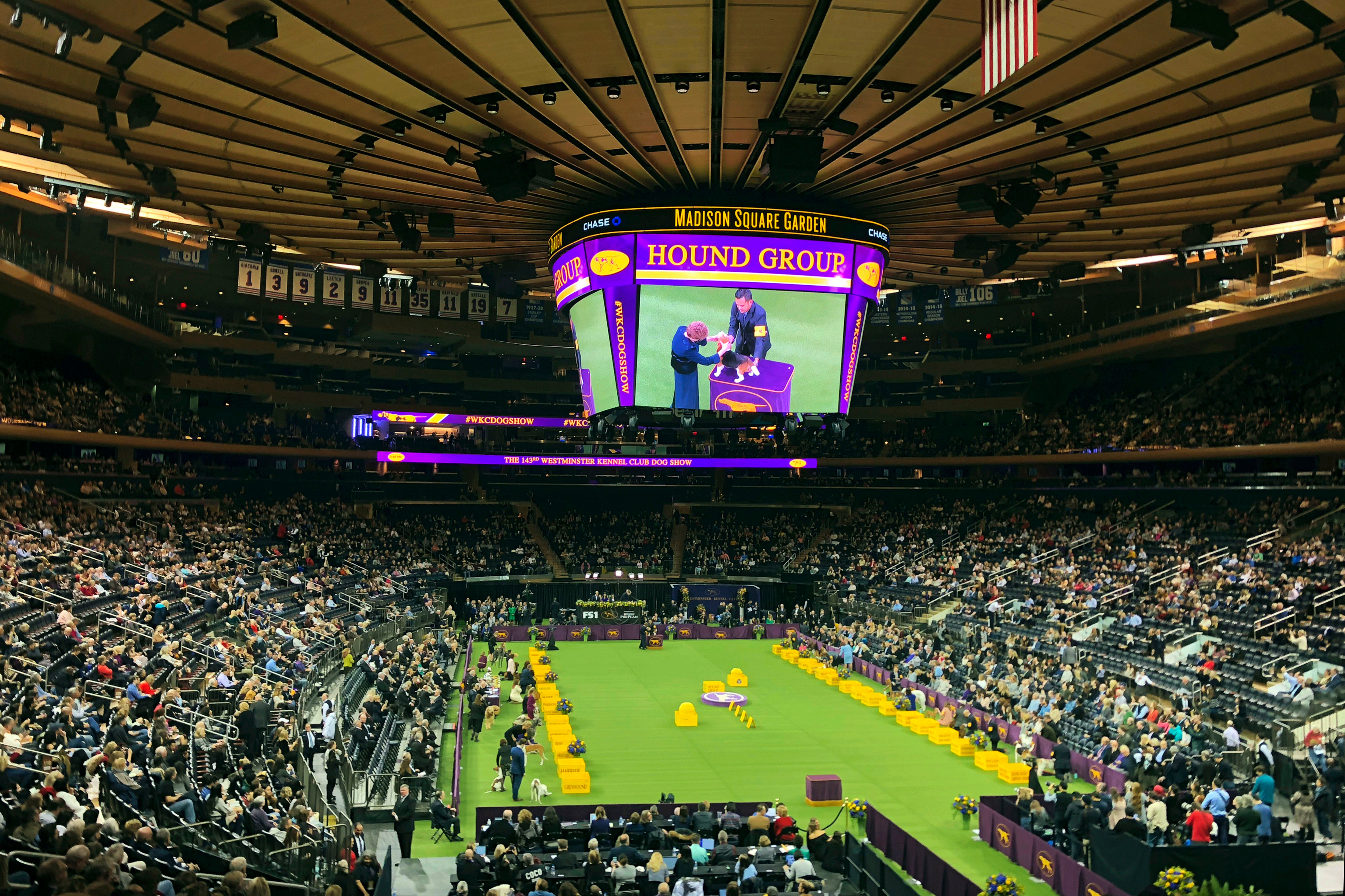 Westminster Dog Show