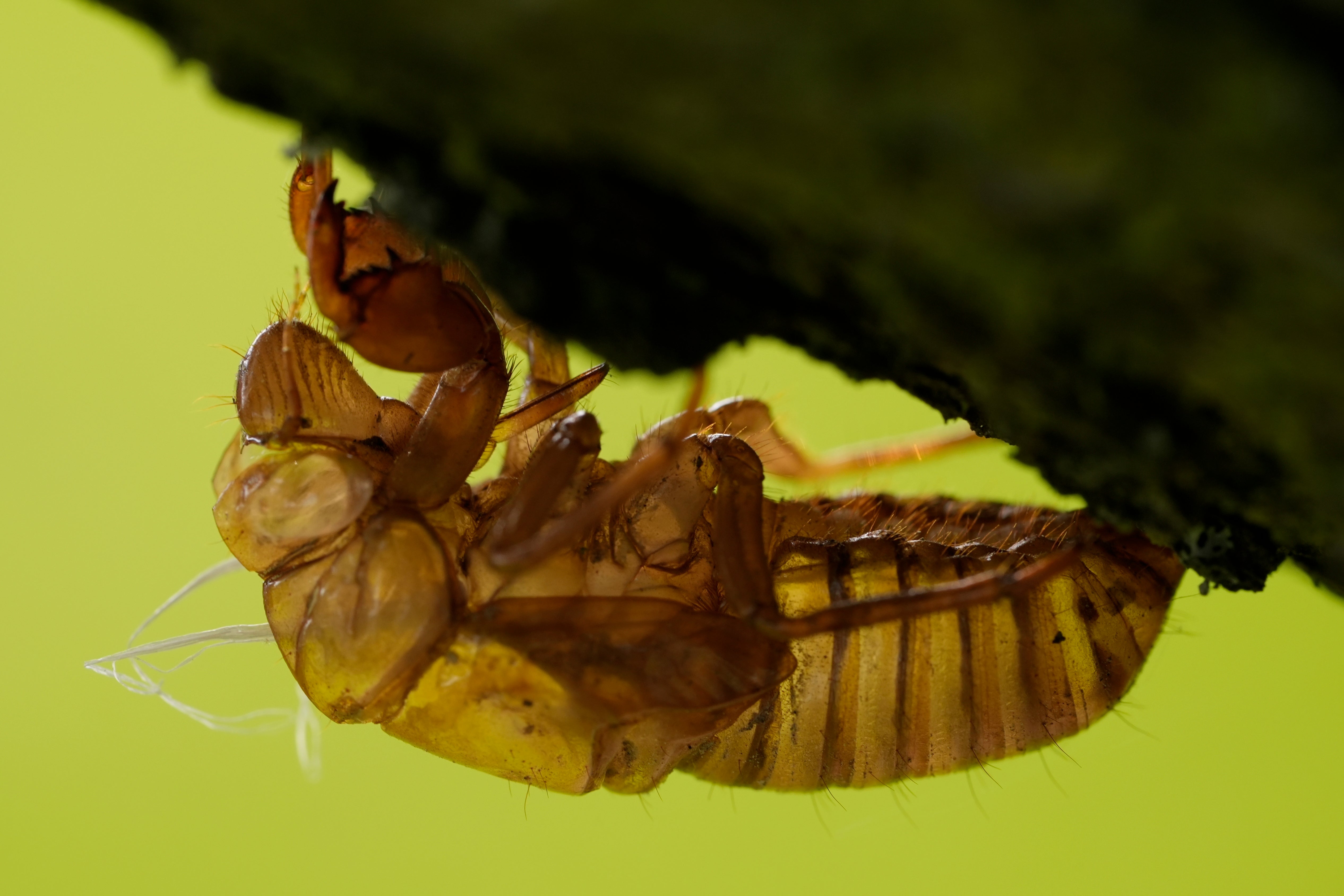 Cicada Invasion Chasers