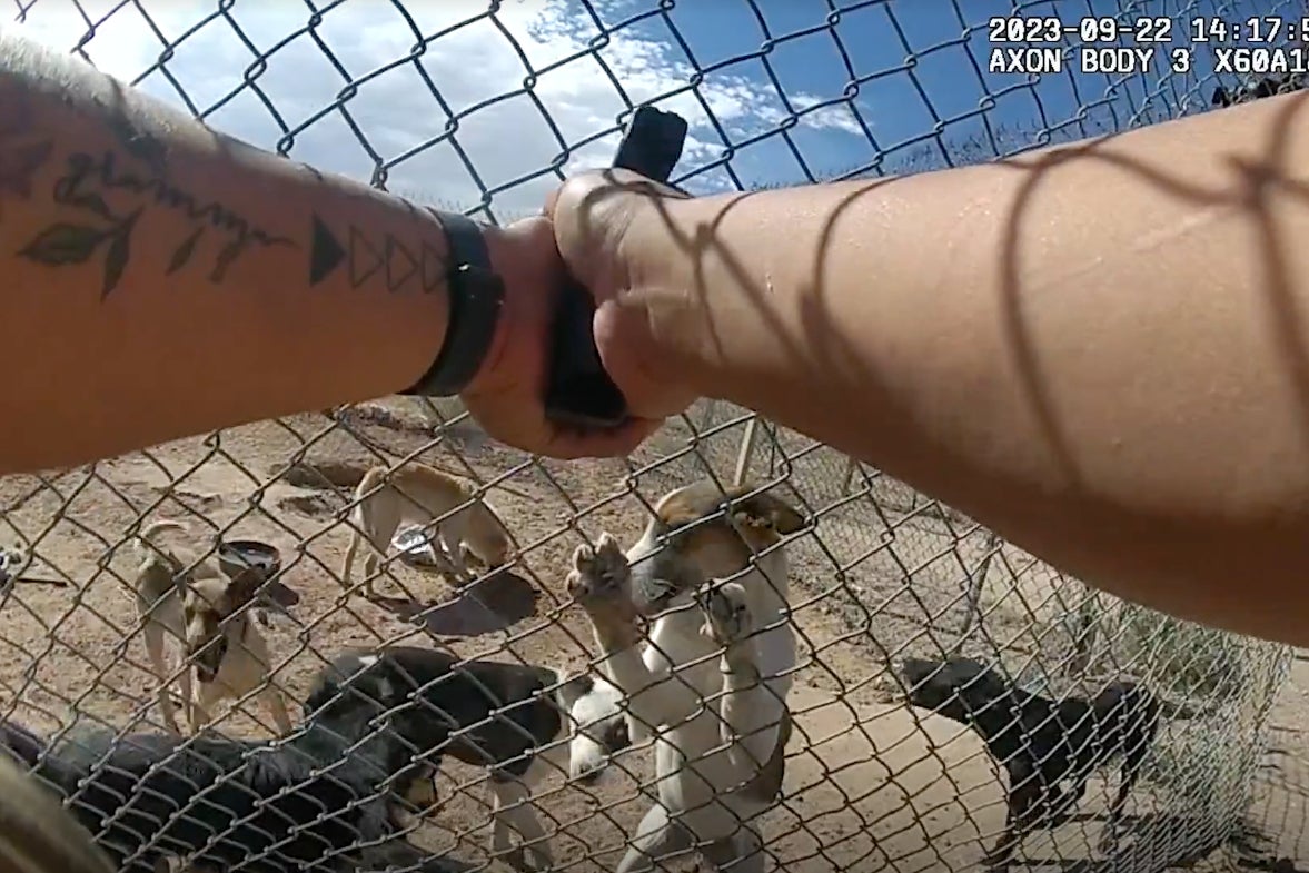 Seven starving and abandoned dogs were shot by an Arizona sheriff’s deputy, after the officers gave them water. Shocking body camera footage shows the incident.