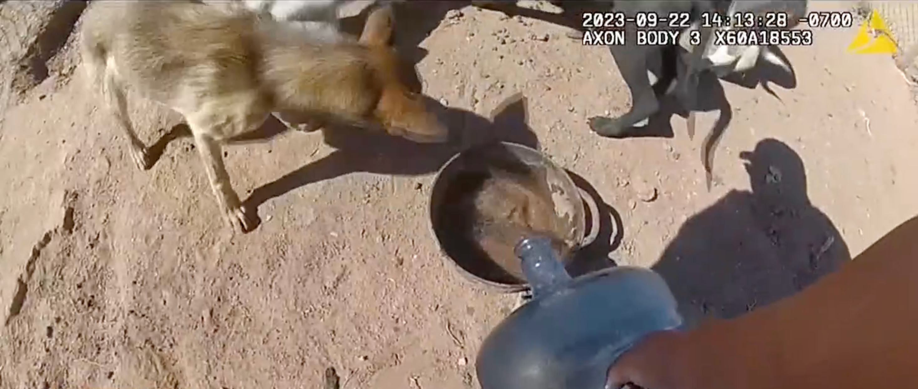 The deputy - who works in a county that lacks an animal care and control department - said the dogs had to be down due to thier condition and lack of kennel ability