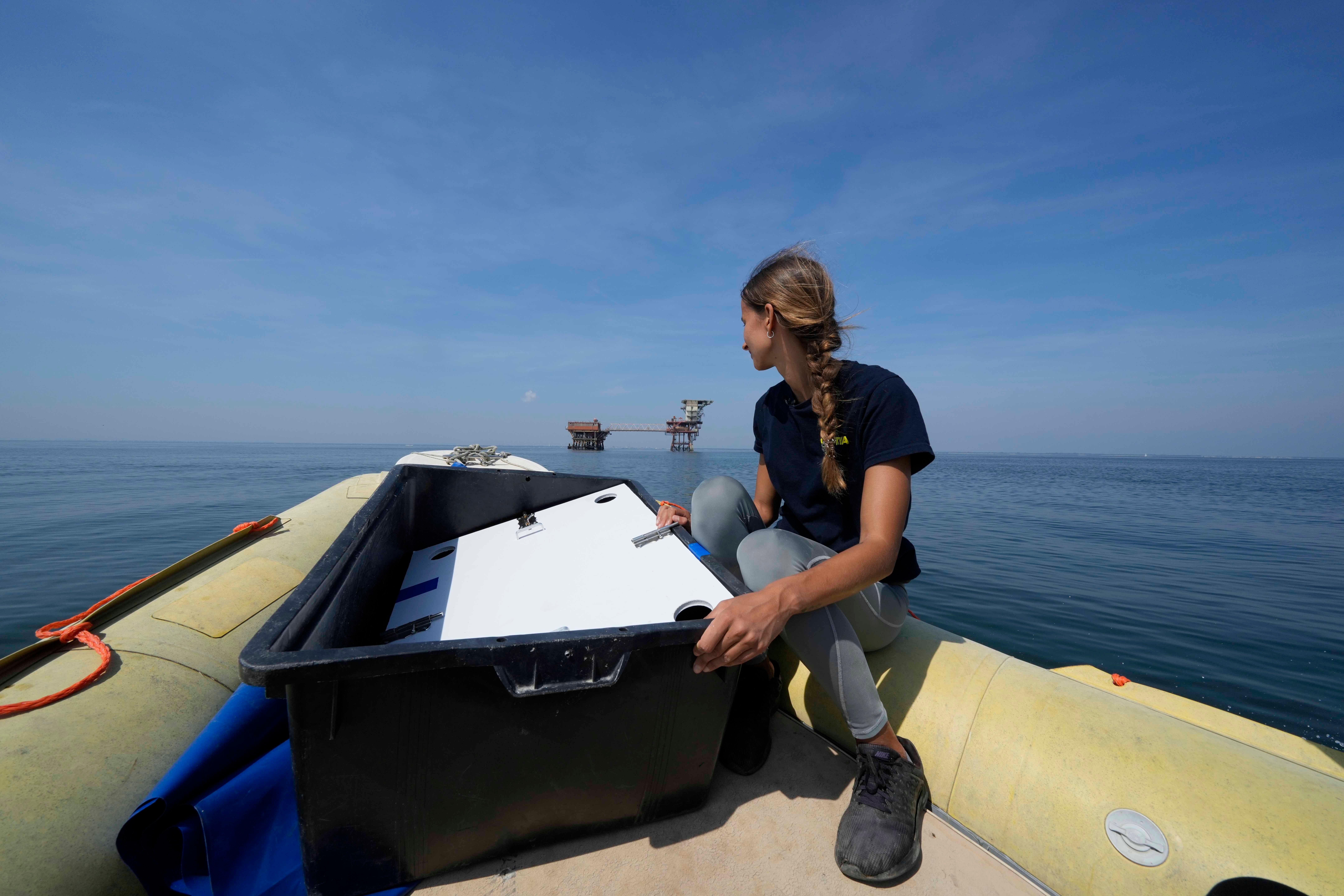 Italy Wounded Turtles