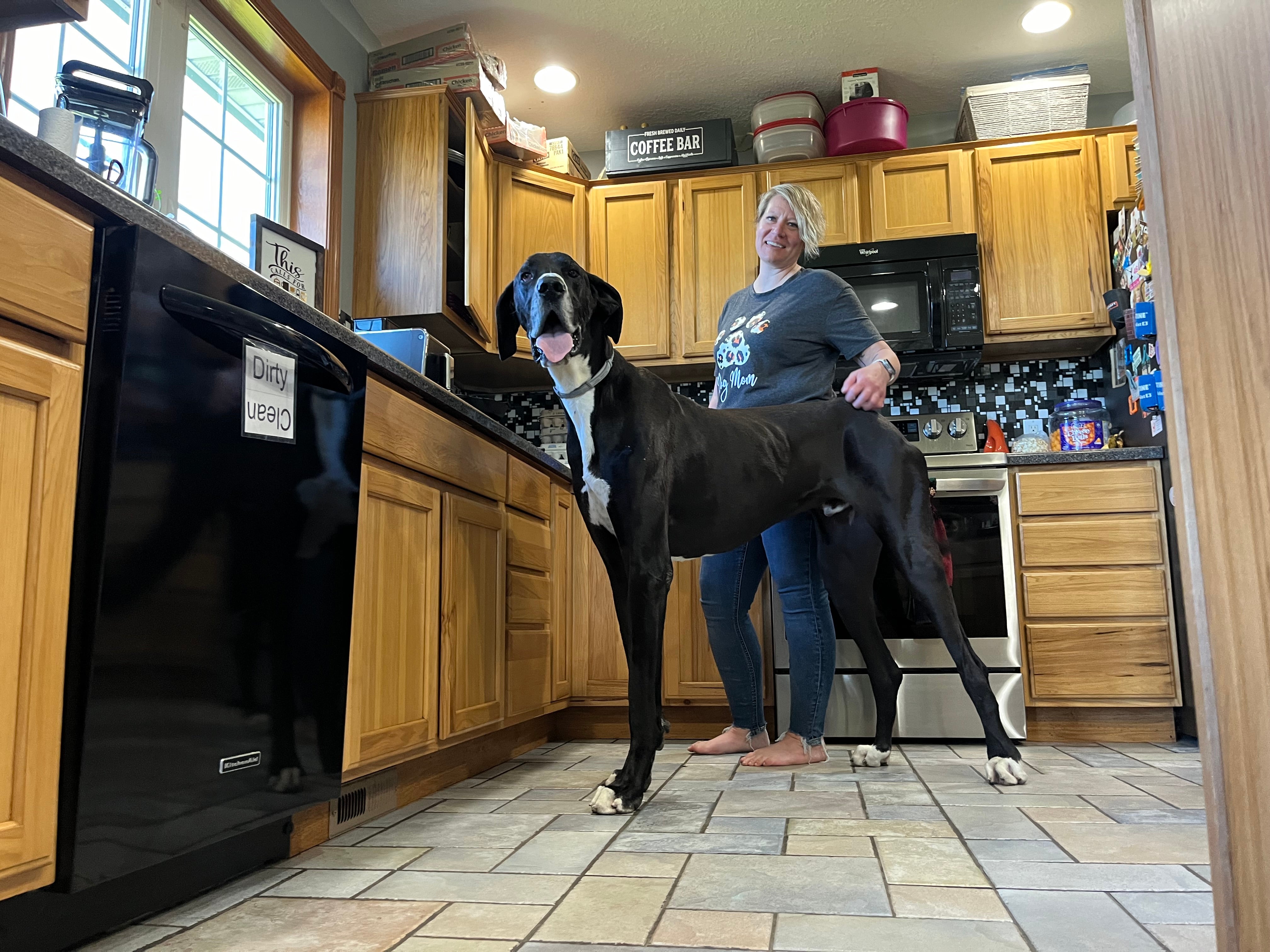 Three-year-old great Dane called Kevin who stands at 3ft 2in and comes from West Des Moines, Iowa and has achieved the Guinness World Record