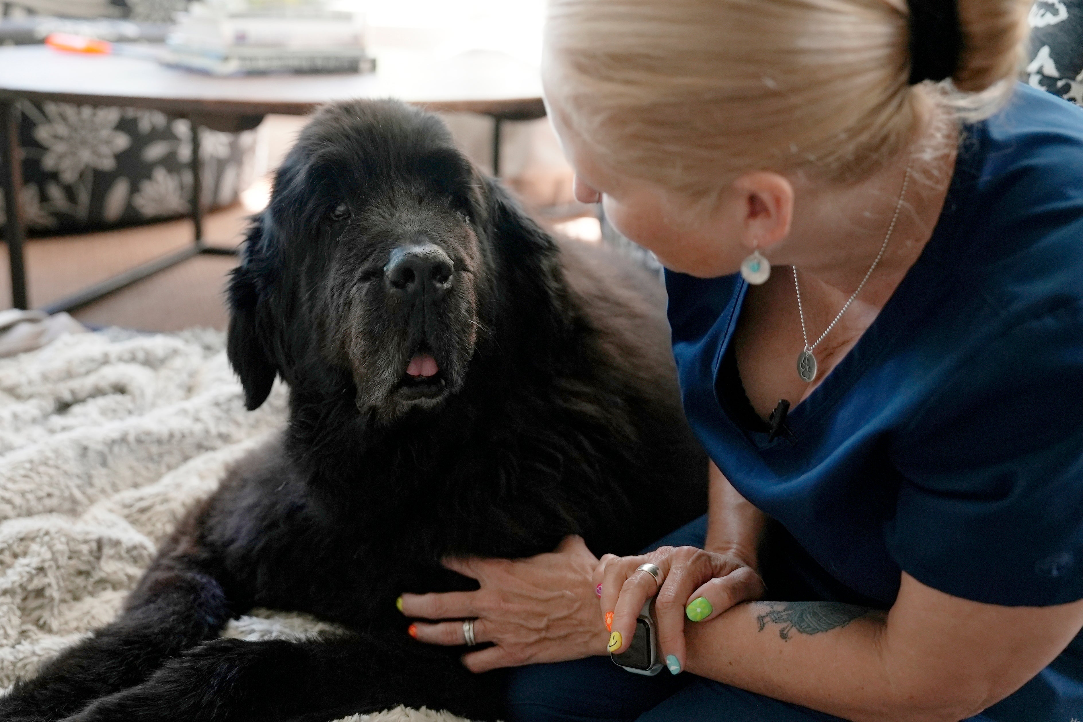 Wellness End of Life Care Pets