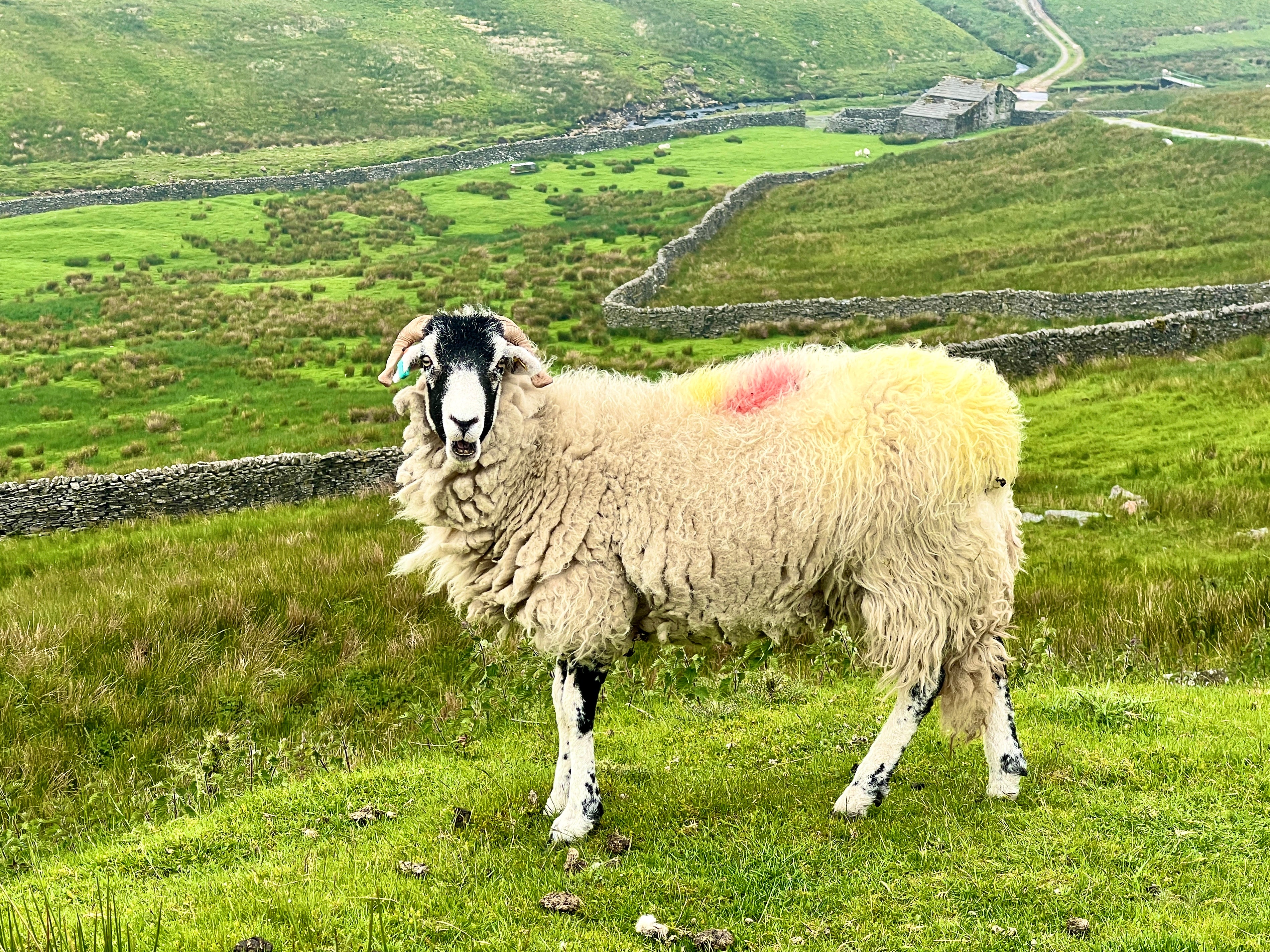 Sunlit uplands: I cycled for many miles before I met an actual voter, as opposed to sheep