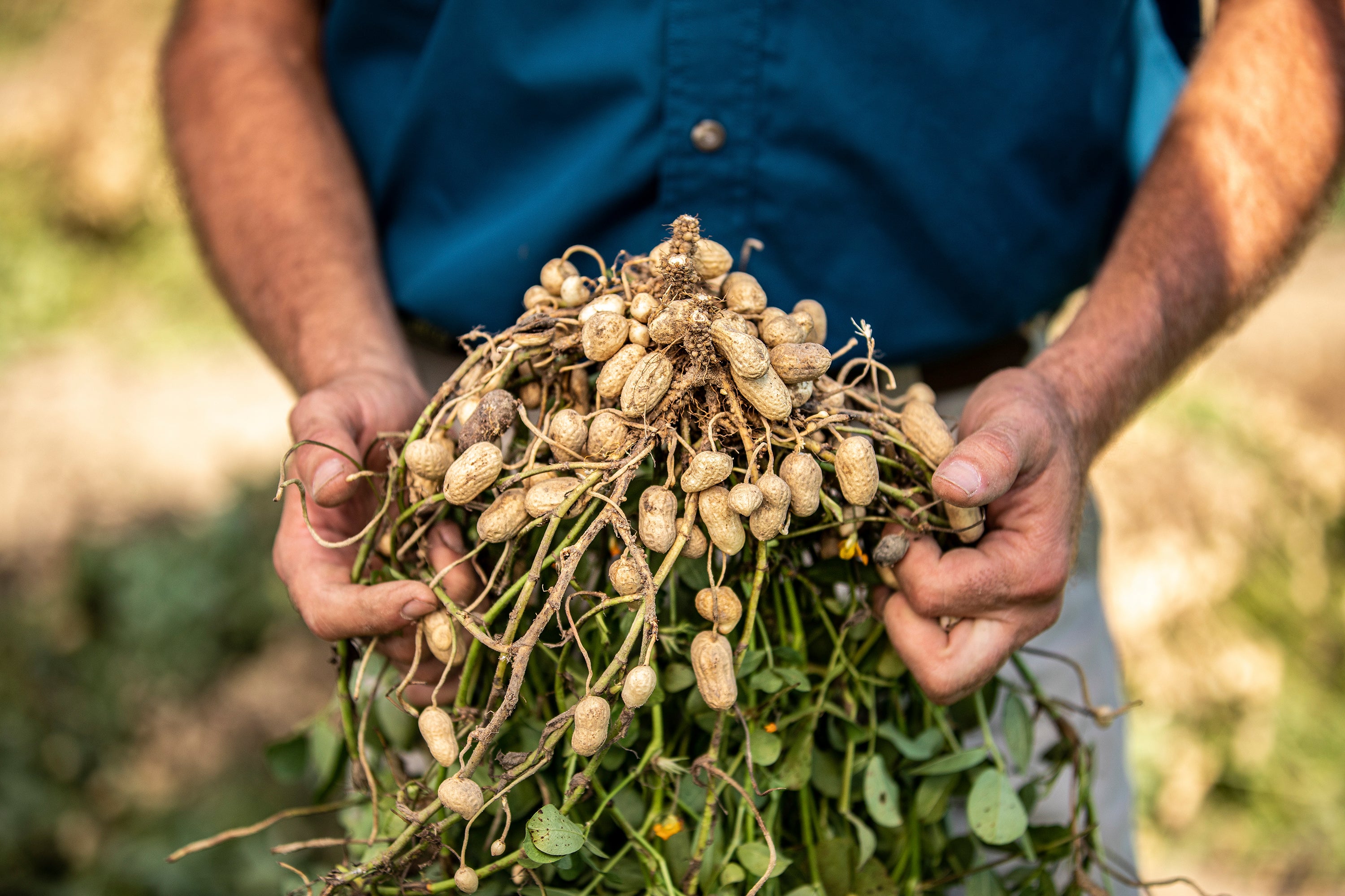 This image provided by the Georgia Peanut Commission shows a farmer holding a pulled-up peanut plant