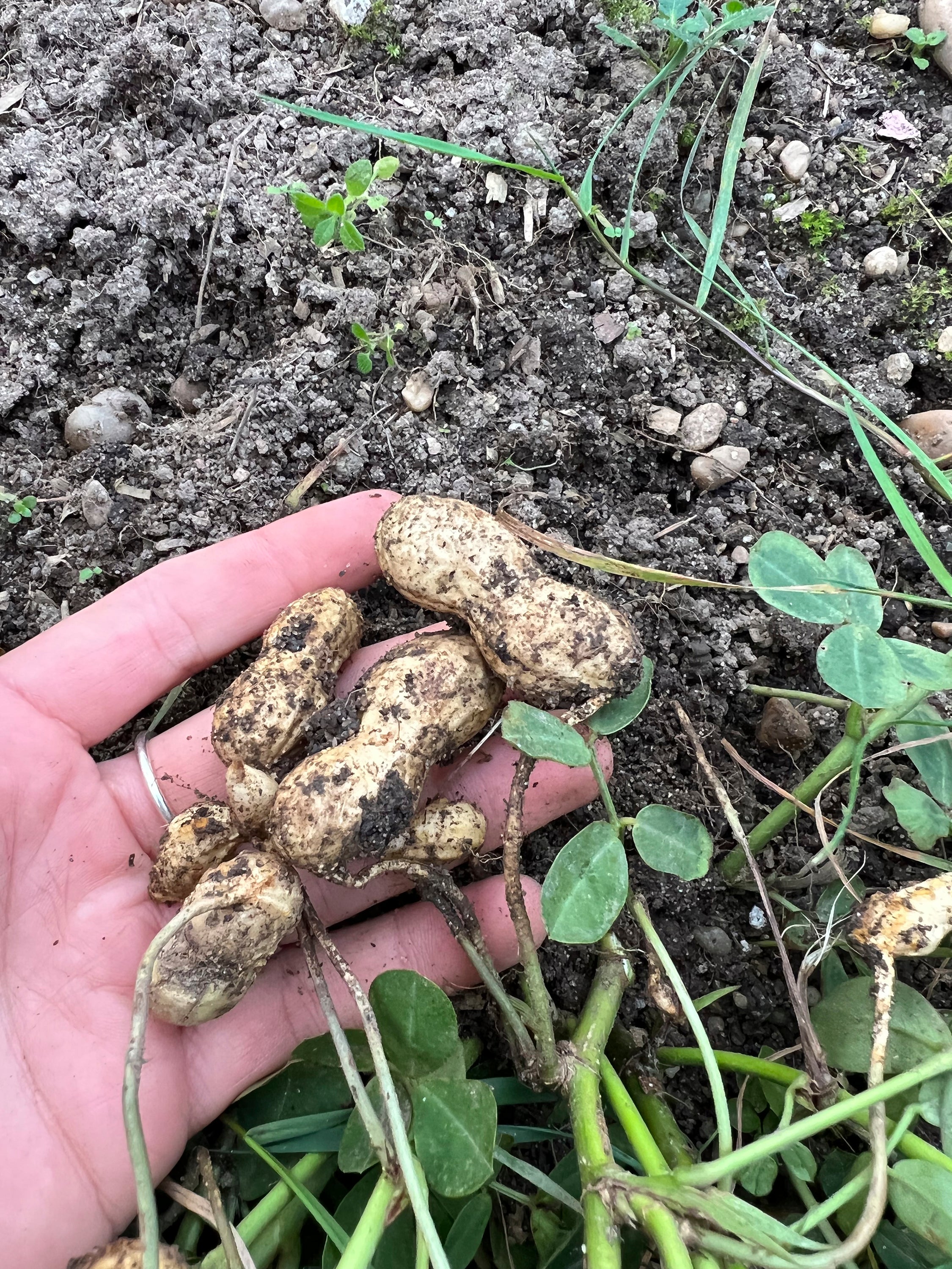 An omage provided by Melanie Smith shows peanuts clinging to a pulled-up plant in Bay Shore, New York