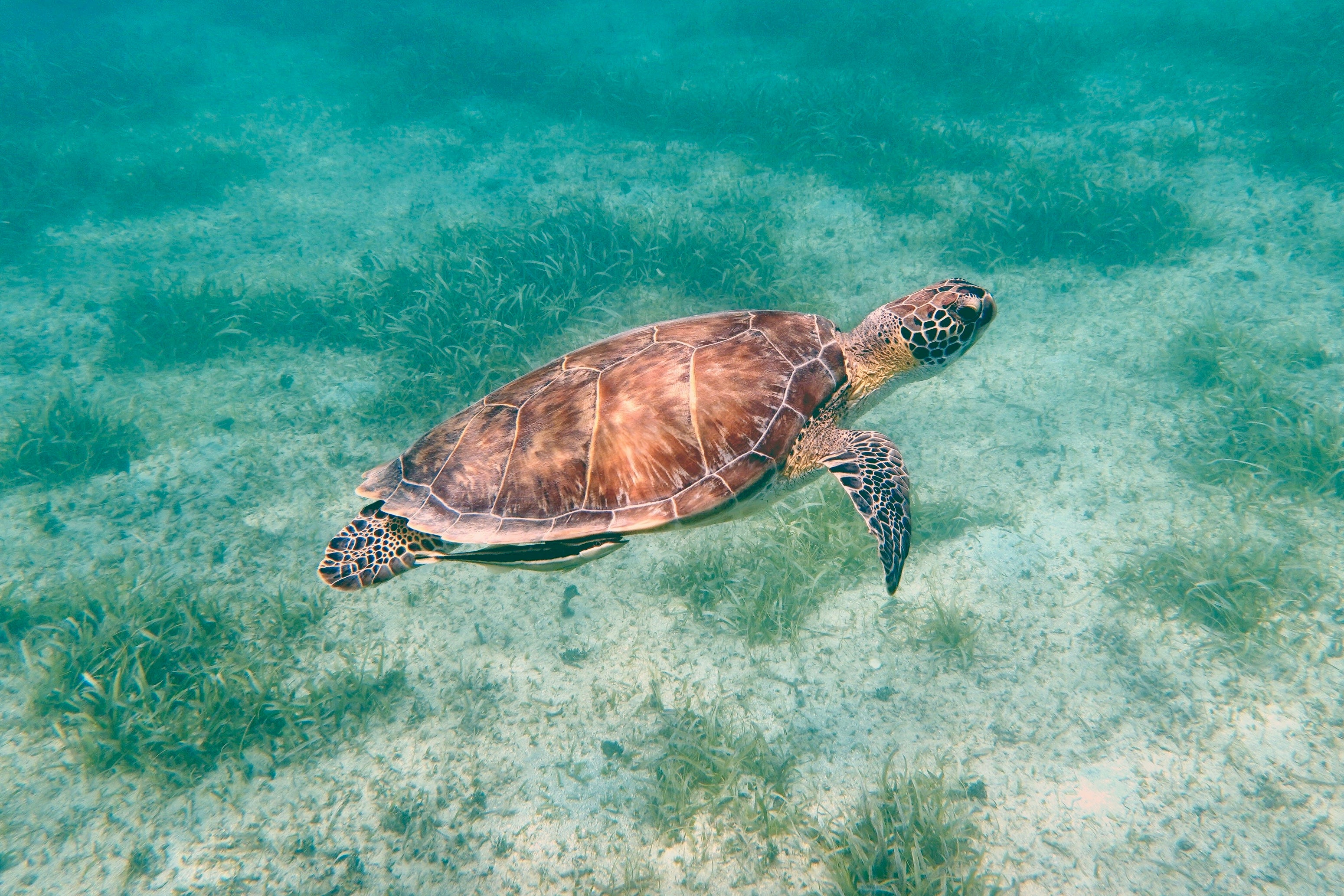 It’s very likely that you’ll spot leatherback turtles while snorkelling