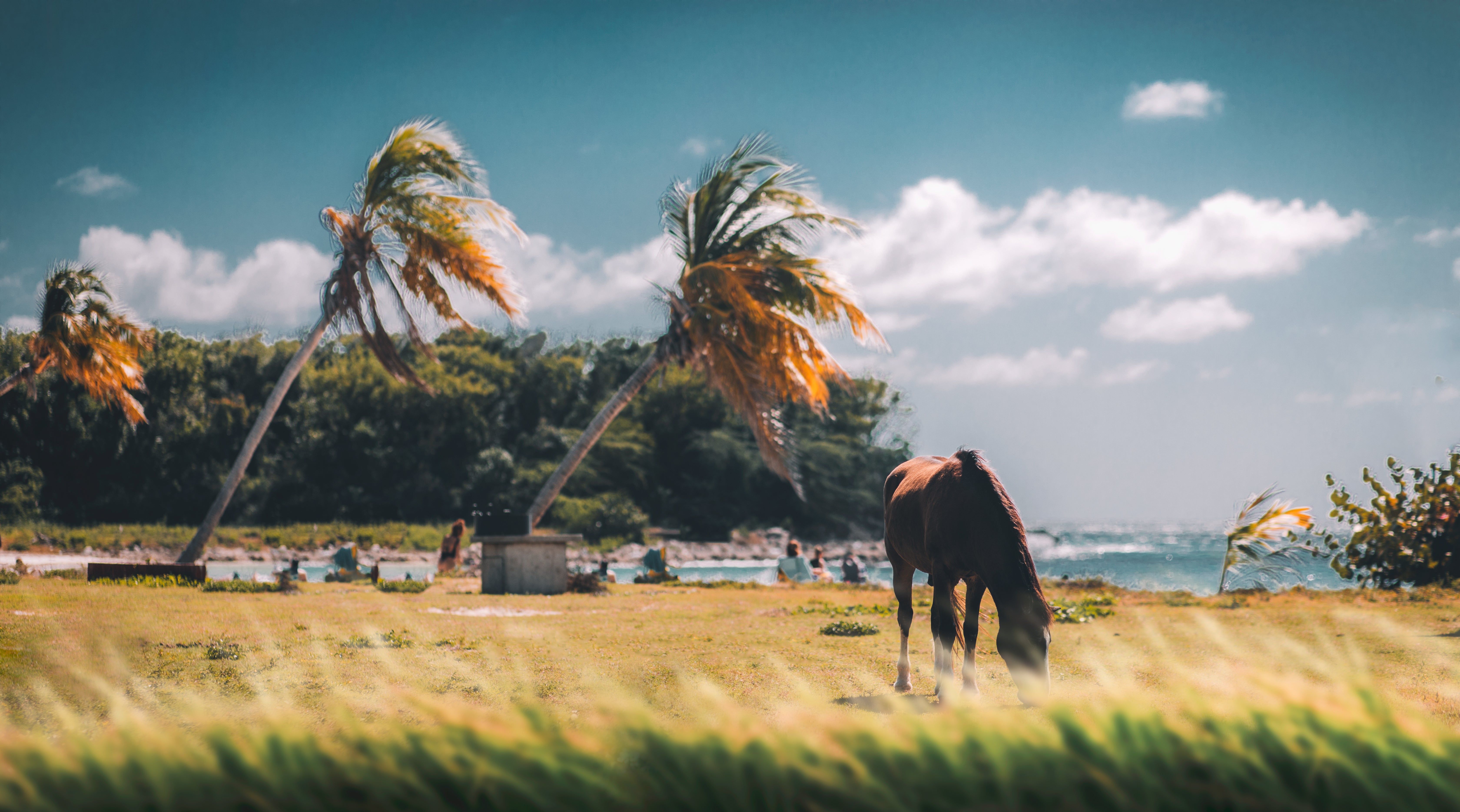 You’ll find wildlife refuges and free-roaming horses on this isle, around eight miles from the mainland