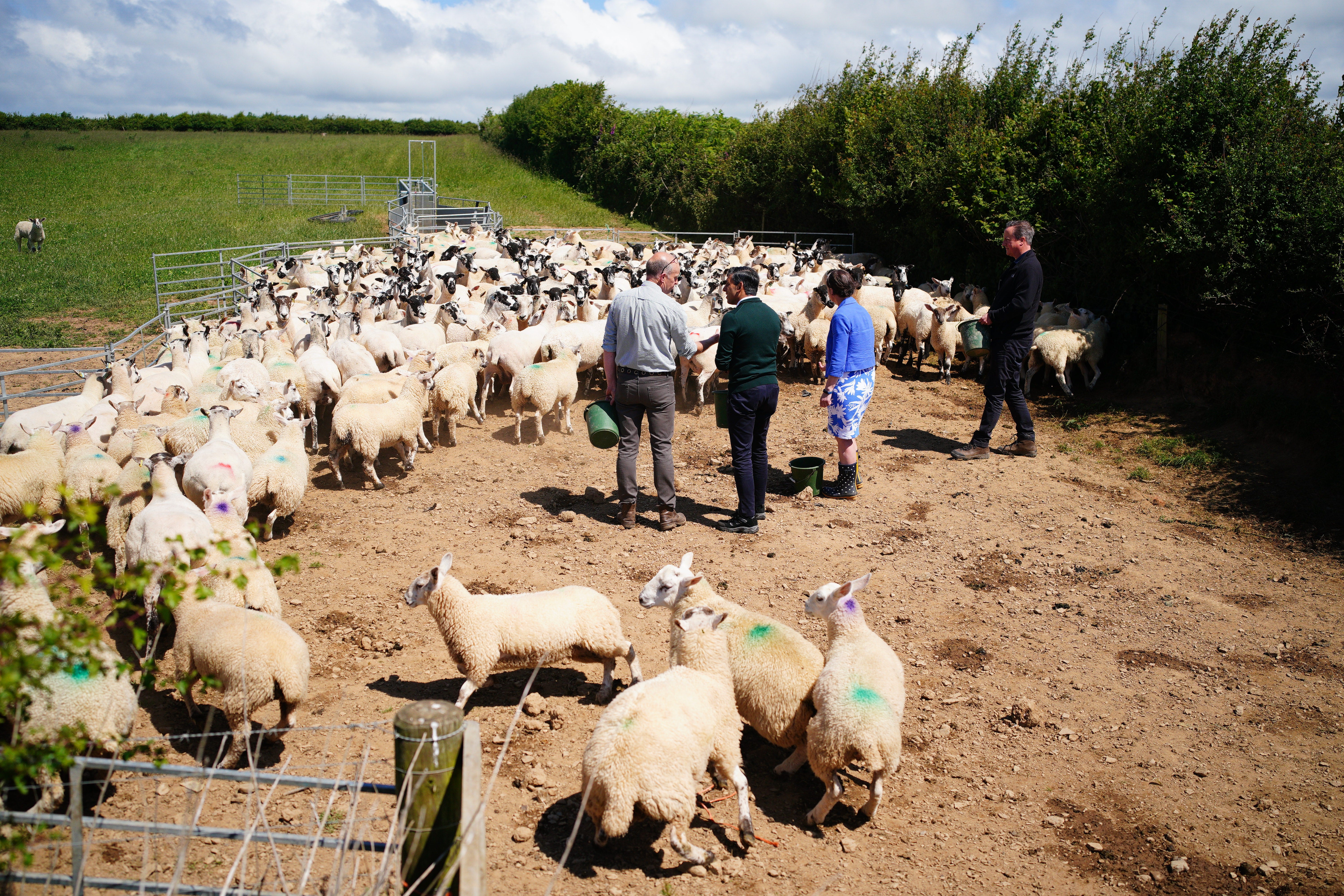 A flock of sheep flee as Rishi Sunak and David Cameron try to feed them