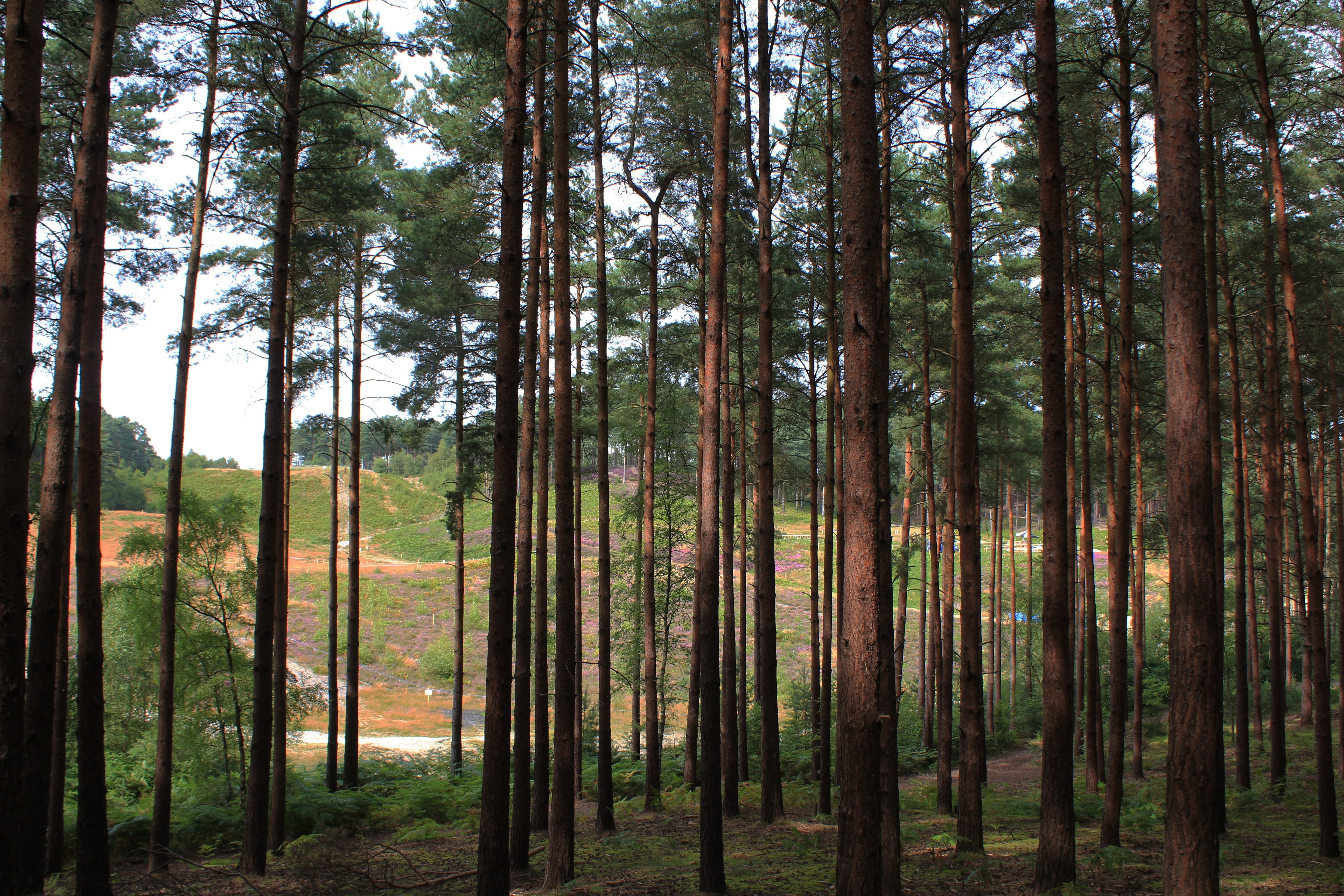 The Bourne Woods are familiar with a battle scene