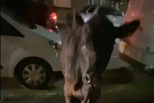 Surrey Police was criticised after footage was posted online of a 10-month-old calf being struck by a police car