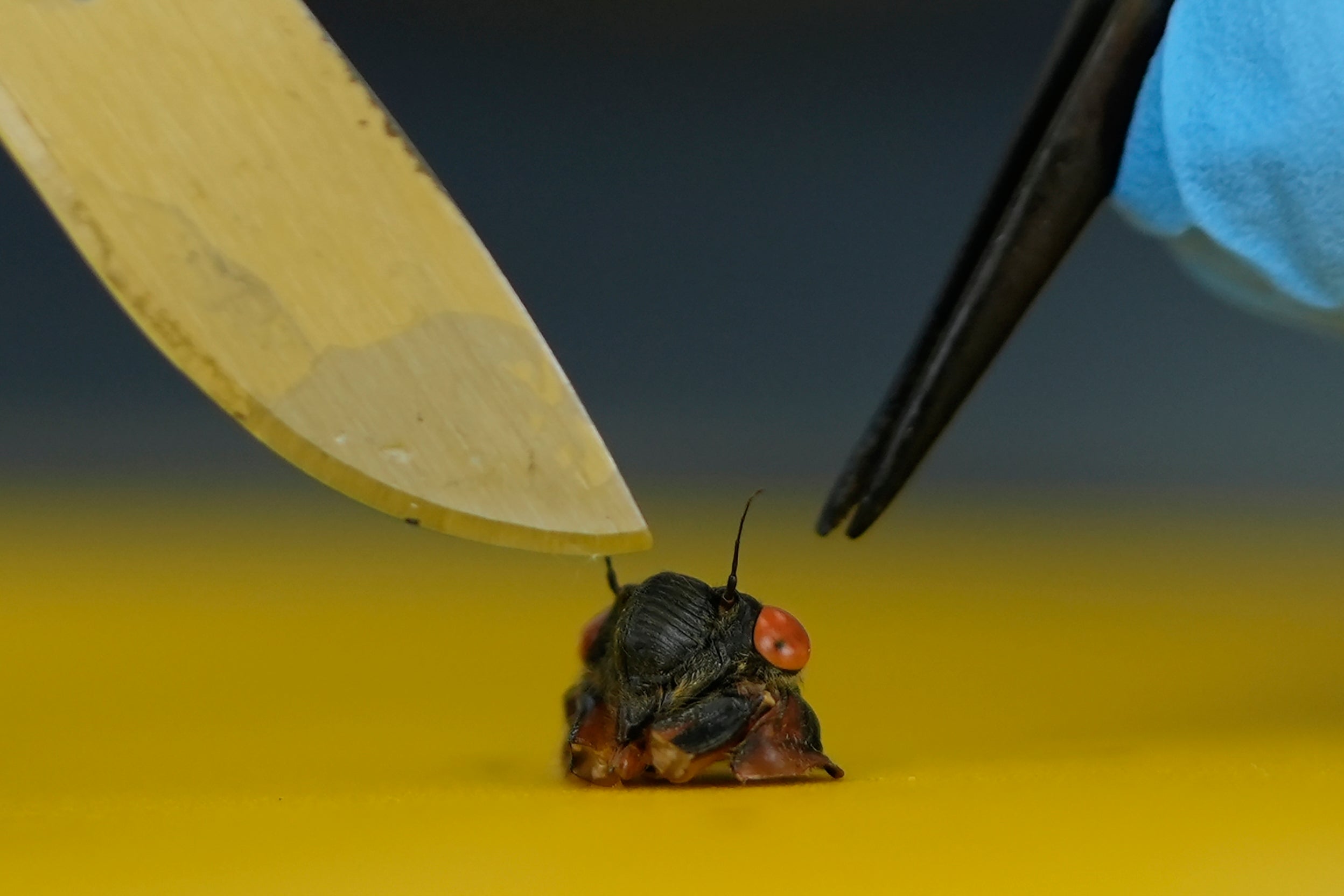 APTOPIX Cicada Invasion Zombie Fungus